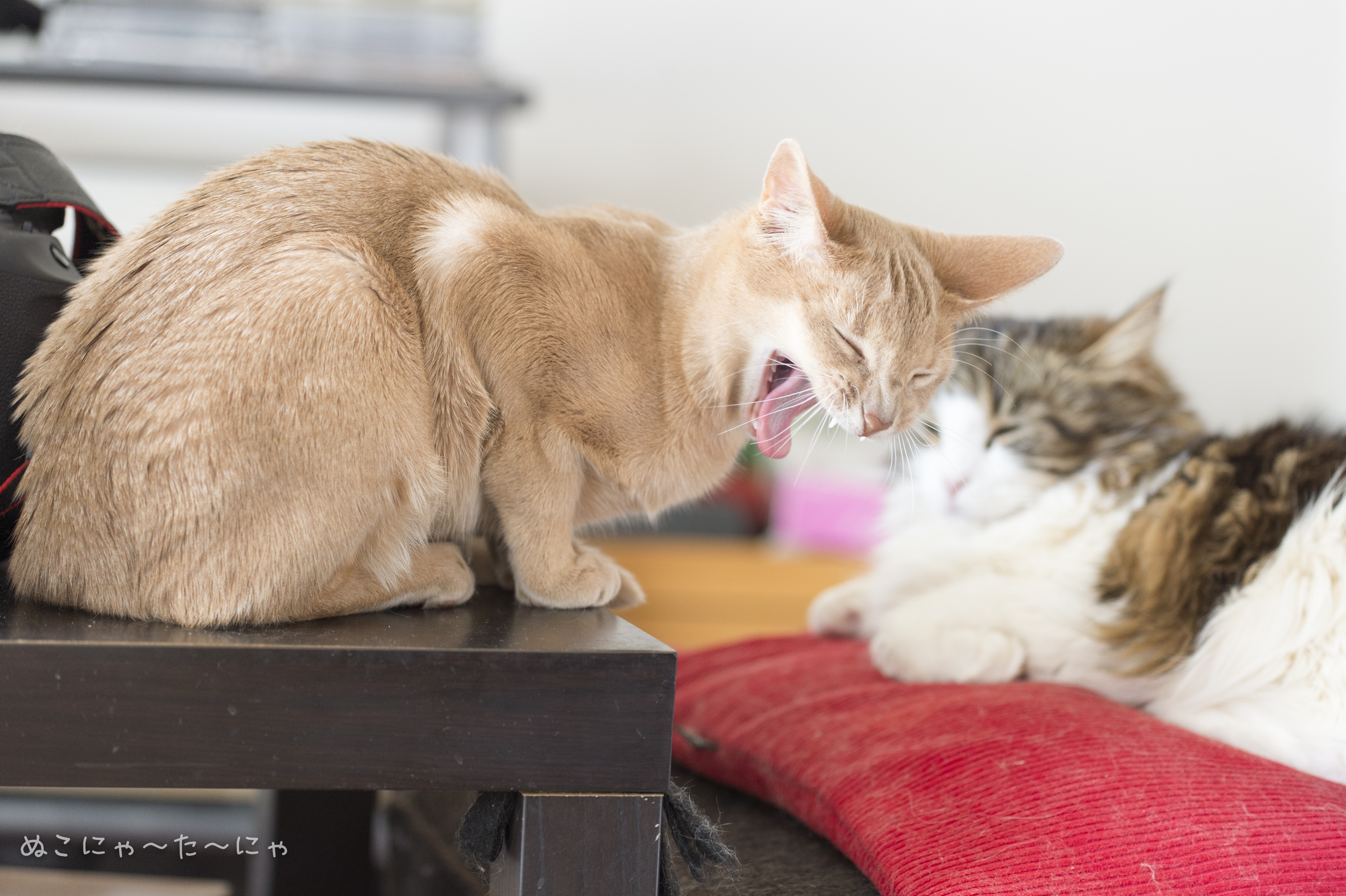 Baixe gratuitamente a imagem Animais, Gatos, Gato na área de trabalho do seu PC