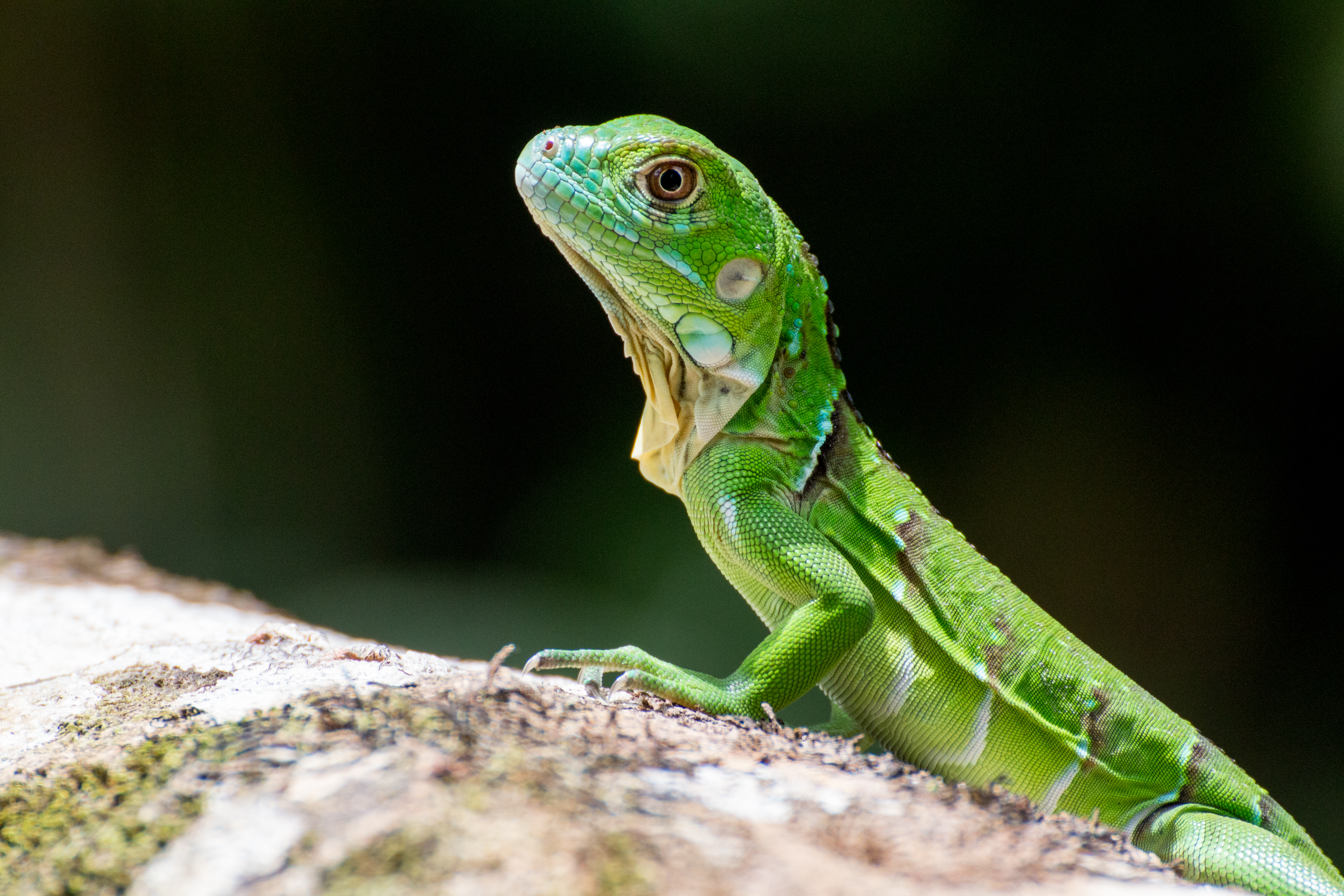 animals, scales, scale, green, lizard, reptile, profile