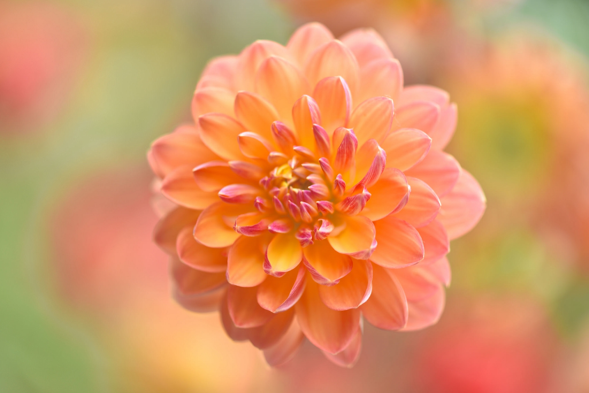 Free download wallpaper Flowers, Flower, Earth, Dahlia, Peach Flower on your PC desktop