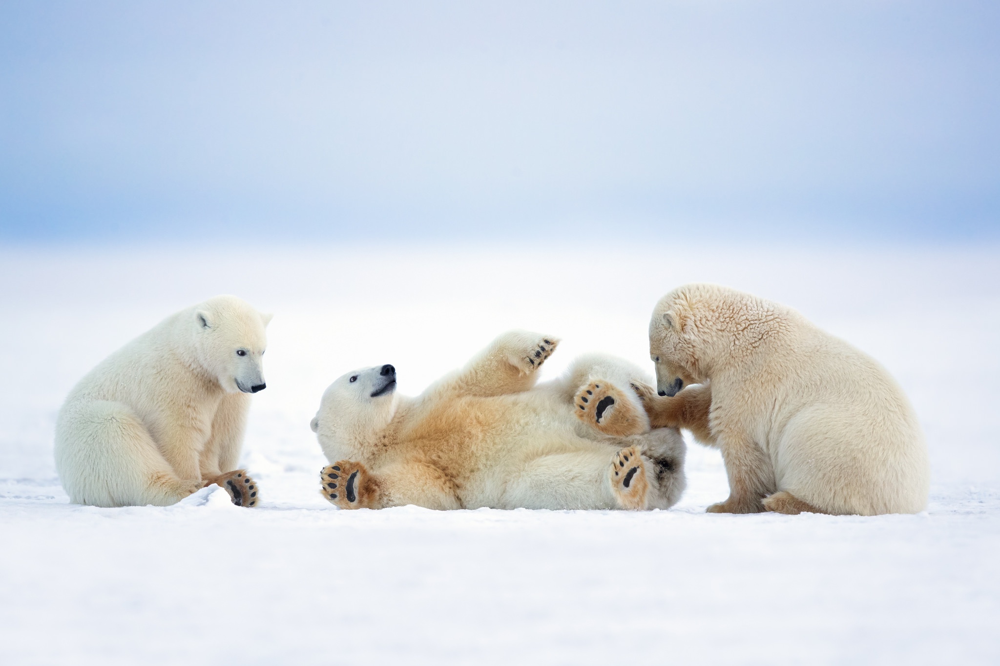 Free download wallpaper Snow, Bears, Animal, Polar Bear, Baby Animal on your PC desktop