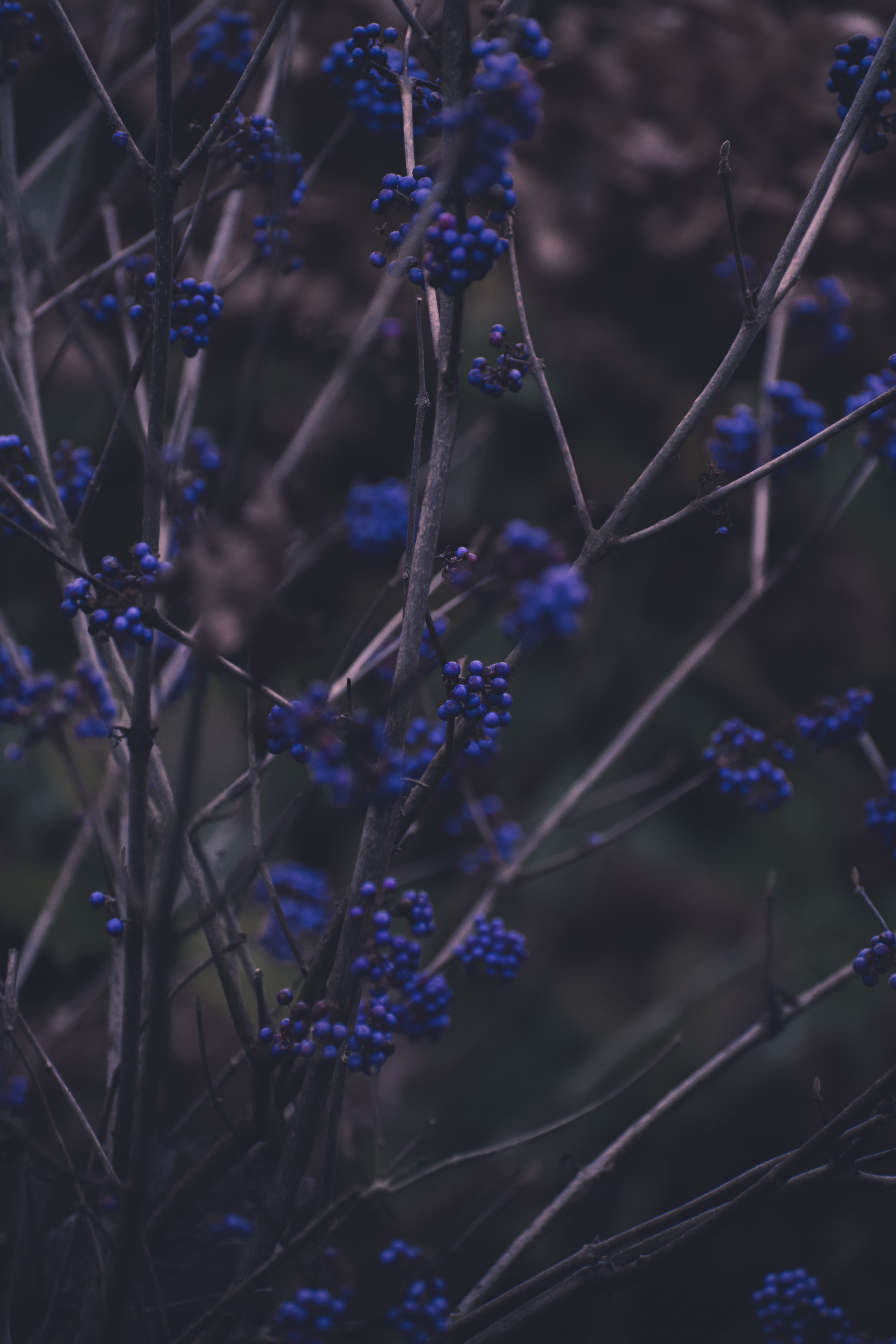 plant, blue, nature, berries, branches