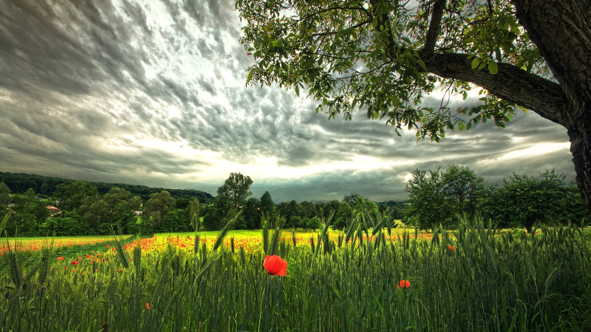 Free download wallpaper Landscape, Nature, Fields on your PC desktop