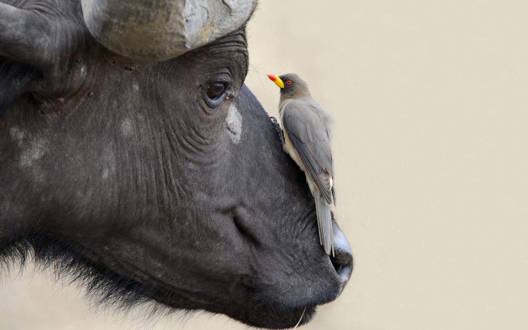 115823 скачать обои буйвол, животные, природа, птица - заставки и картинки бесплатно