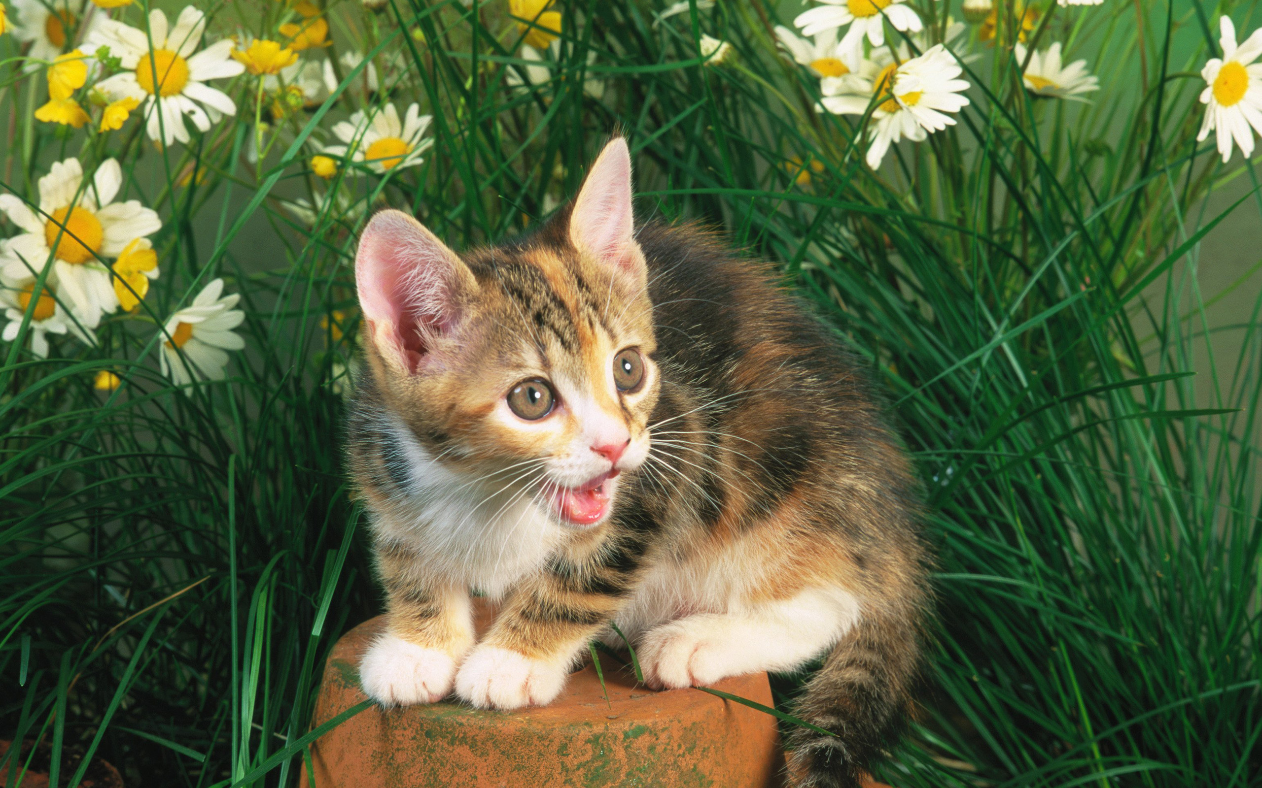 無料モバイル壁紙動物, ネコ, 猫をダウンロードします。