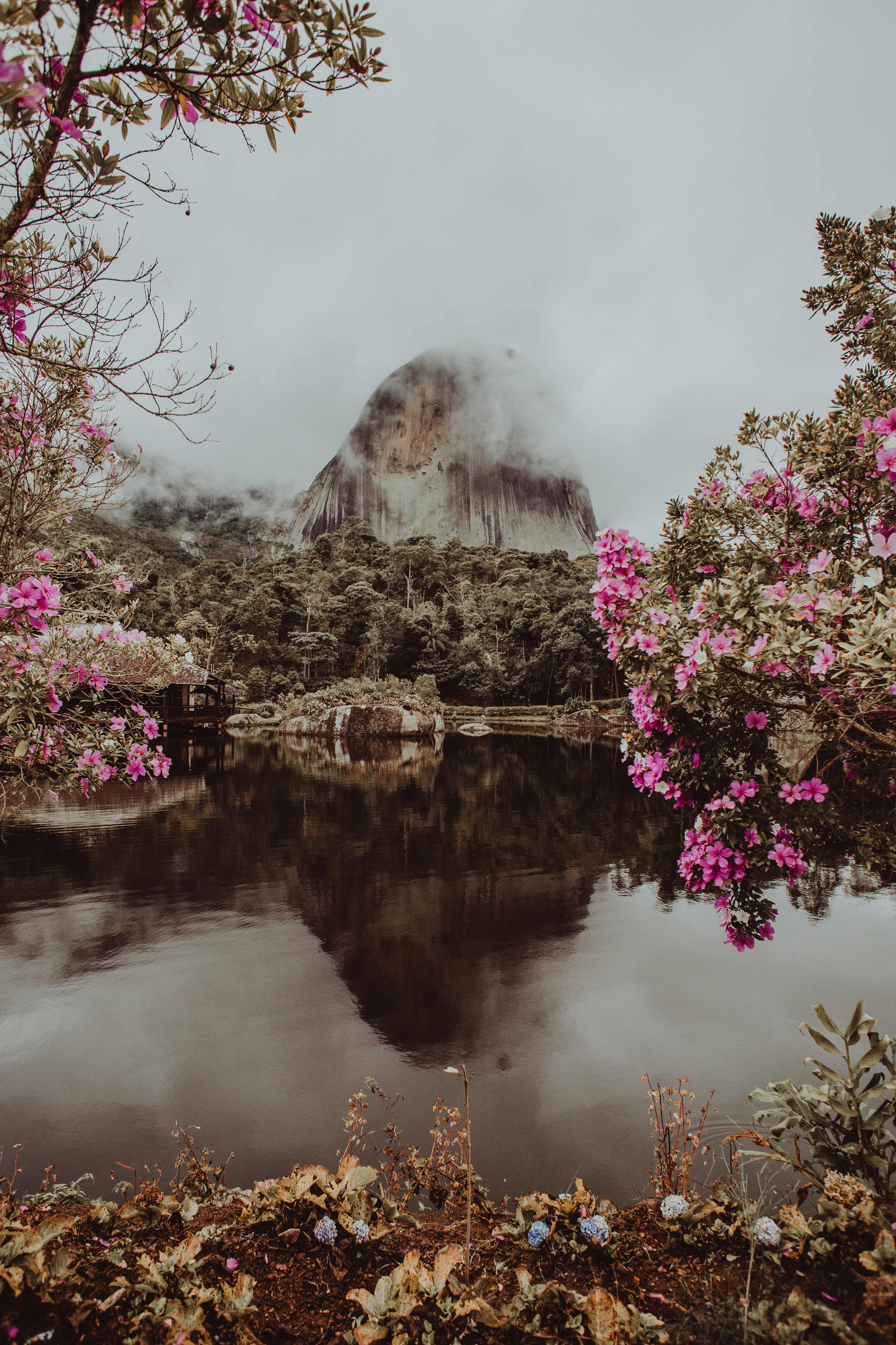 brazil, nature, flowers, water, clouds, mountain, park, fog, branches, pedra azul