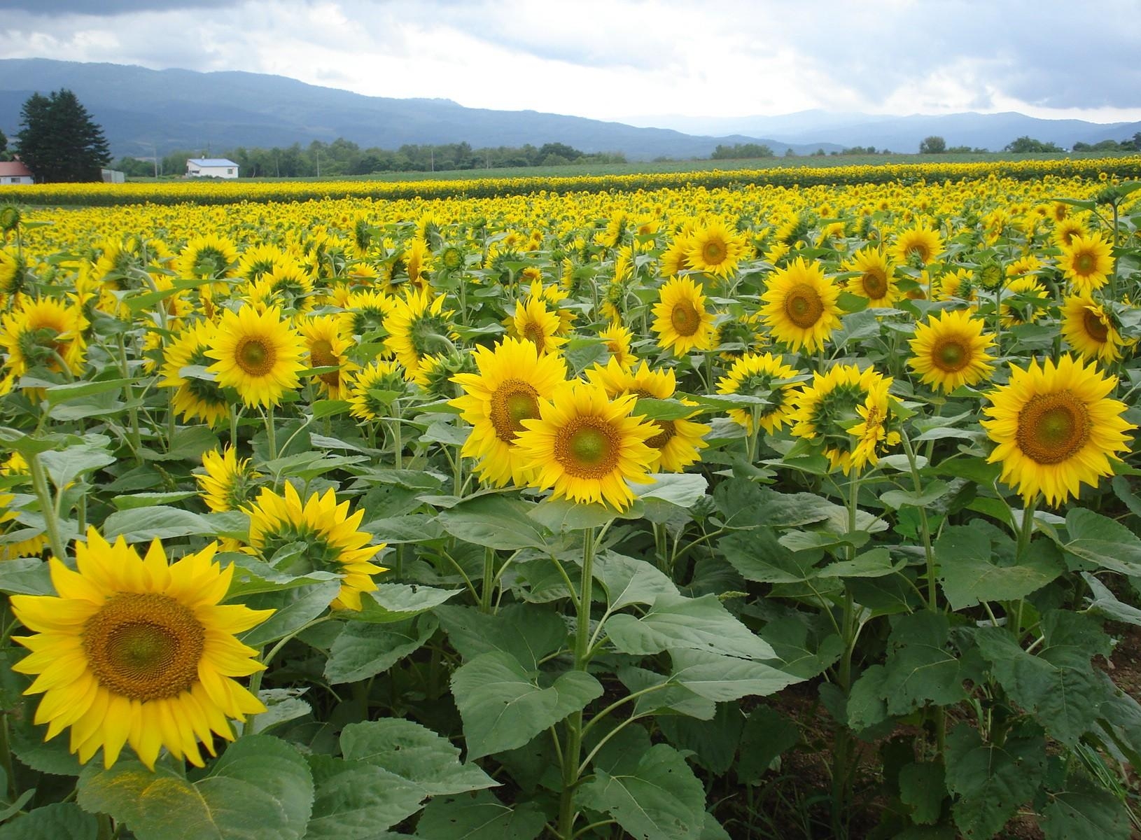 sunflowers, flowers, sky, summer, horizon, field HD wallpaper