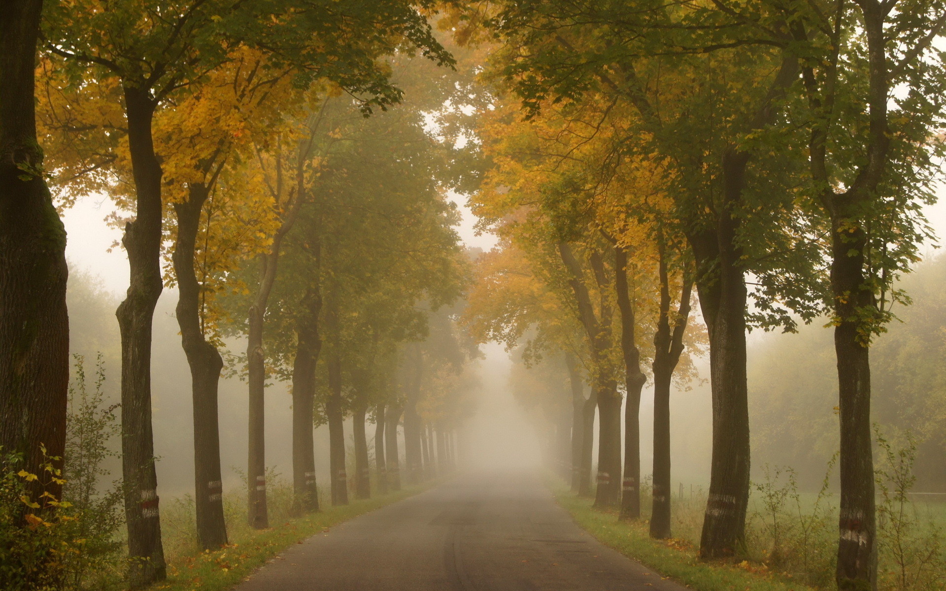 Laden Sie das Bäume, Roads, Landschaft, Herbst-Bild kostenlos auf Ihren PC-Desktop herunter