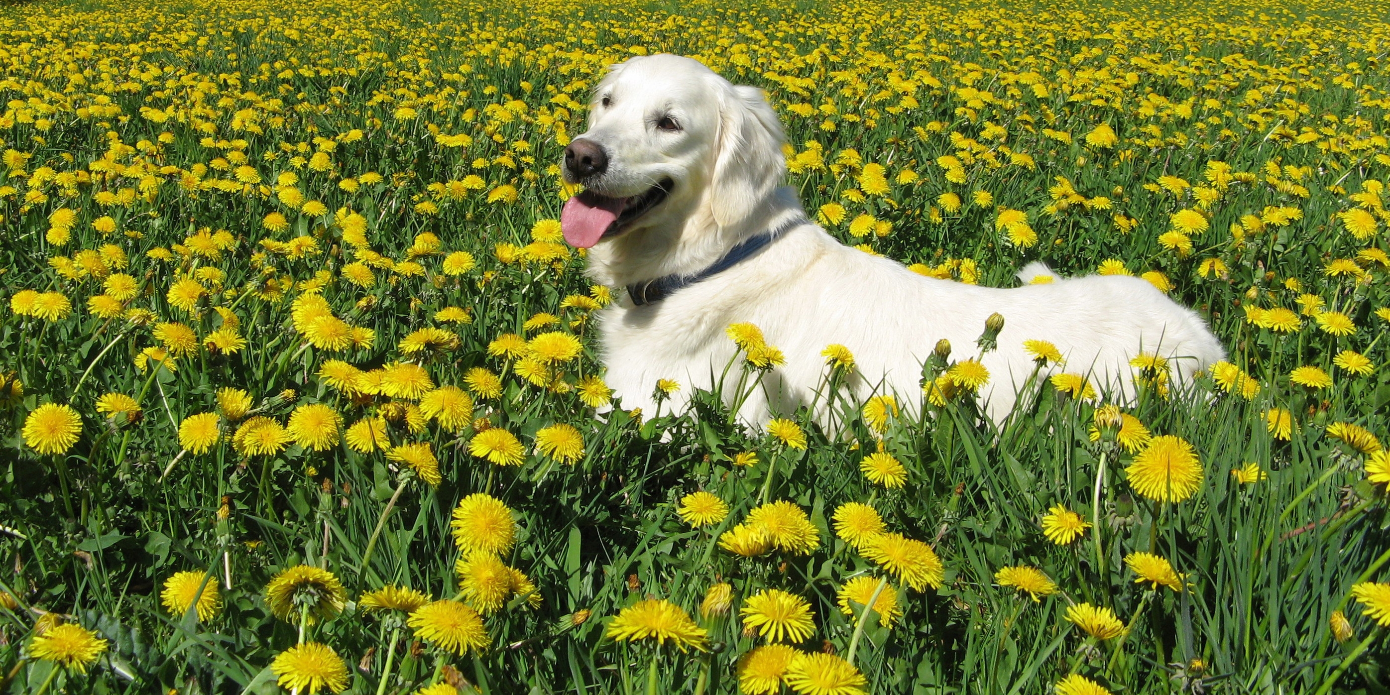 Laden Sie das Grass, Bummel, Spaziergang, Labrador Retriever, Tiere, Hund, Blumen-Bild kostenlos auf Ihren PC-Desktop herunter