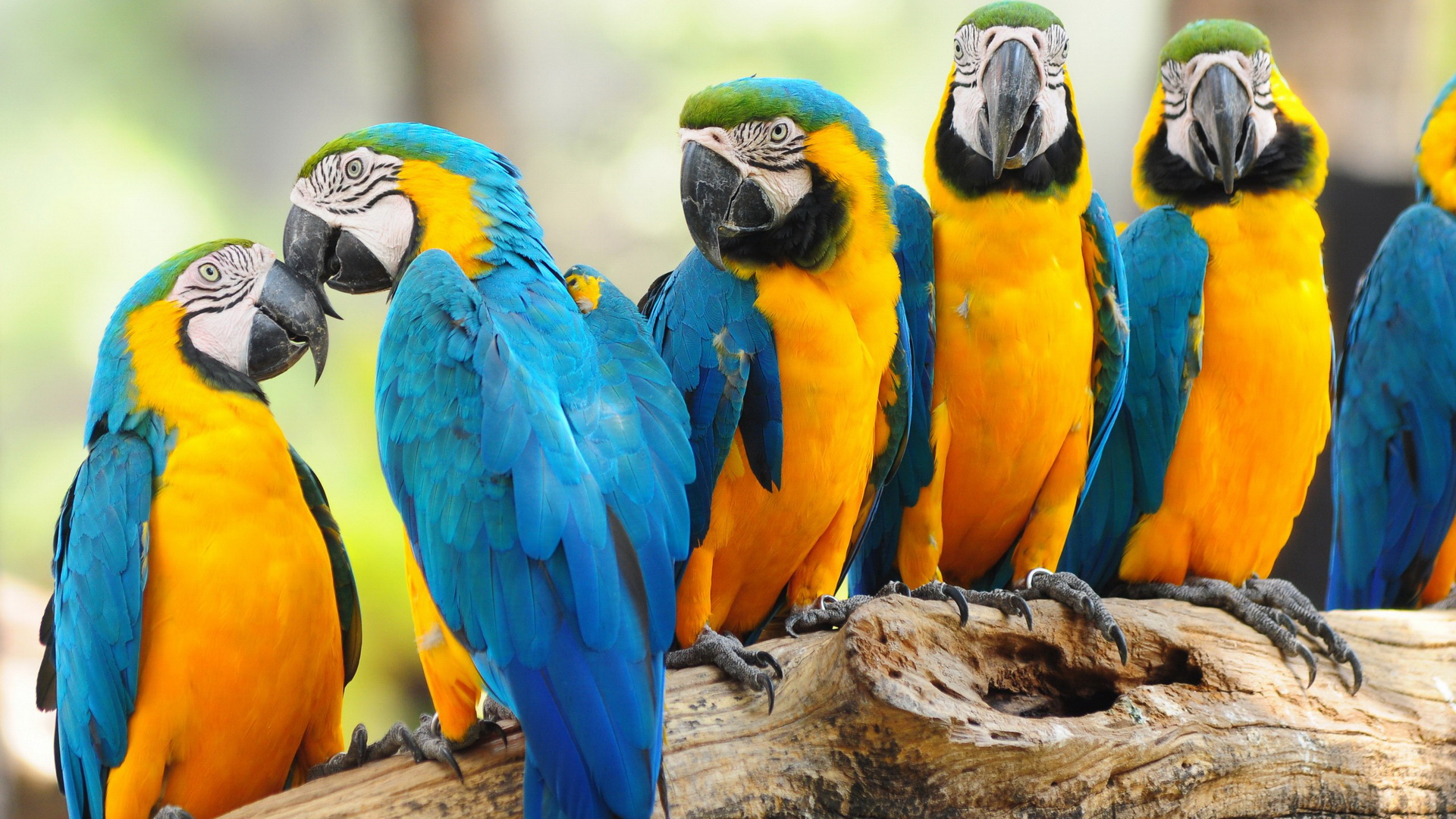 Download mobile wallpaper Animal, Blue And Yellow Macaw for free.