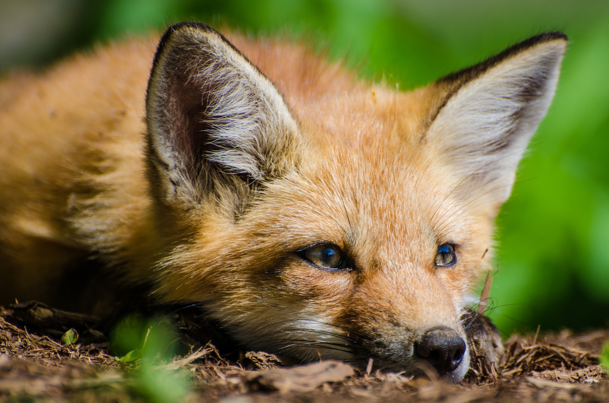 Download mobile wallpaper Fox, Close Up, Animal, Resting for free.