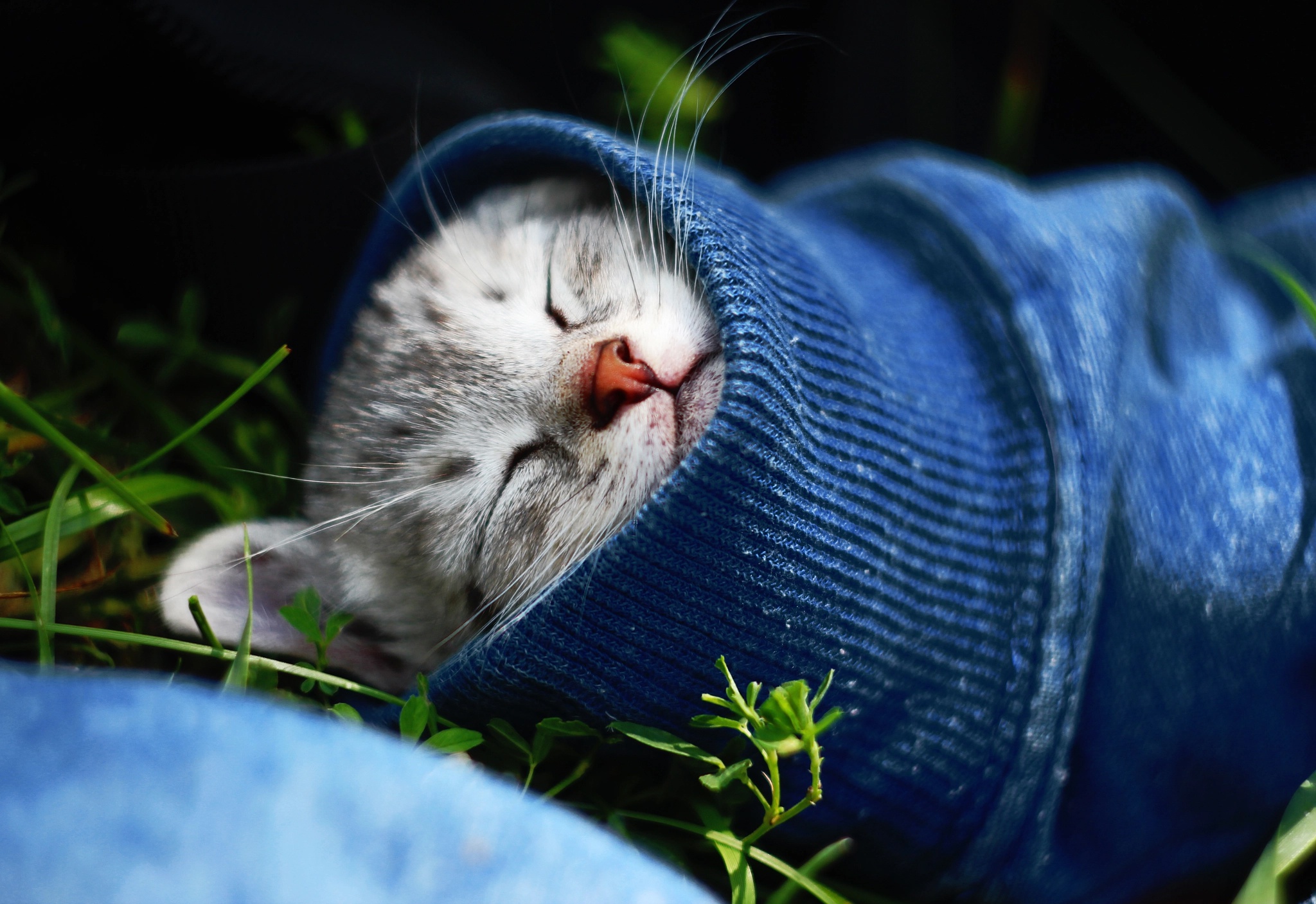 Download mobile wallpaper Cats, Cat, Animal, Sleeping for free.