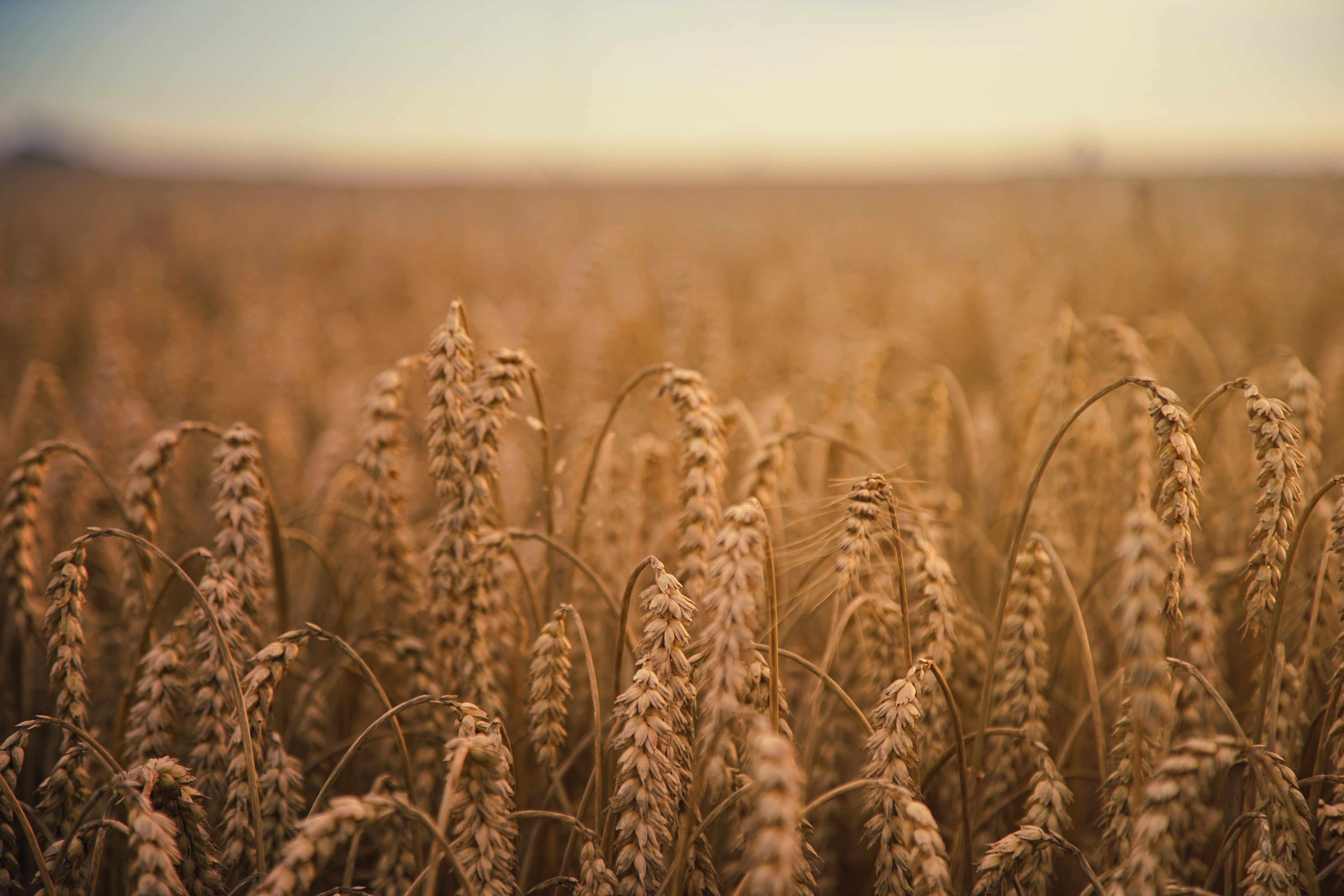 Free download wallpaper Nature, Summer, Wheat, Earth, Depth Of Field on your PC desktop