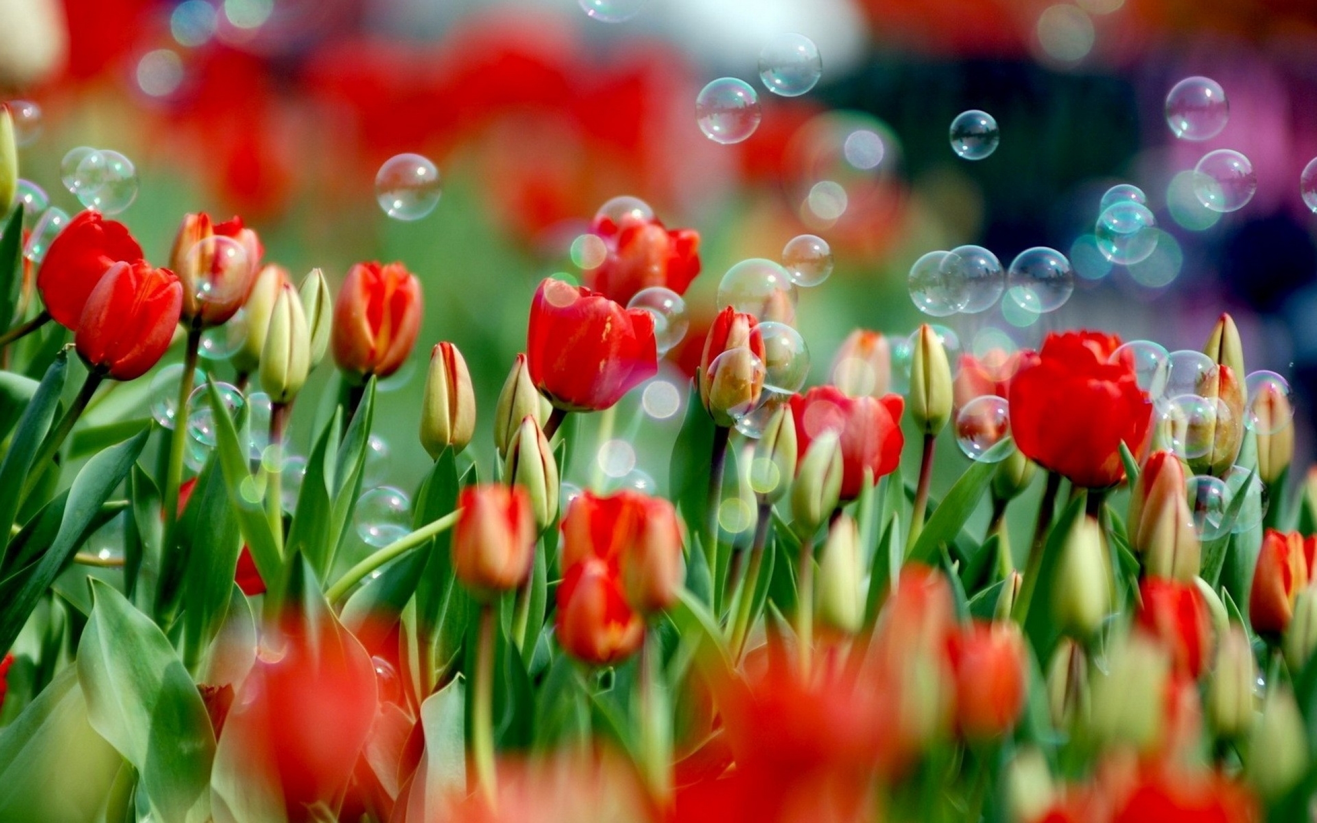 298565 télécharger l'image terre/nature, tulipe, fleur, fleurs - fonds d'écran et économiseurs d'écran gratuits