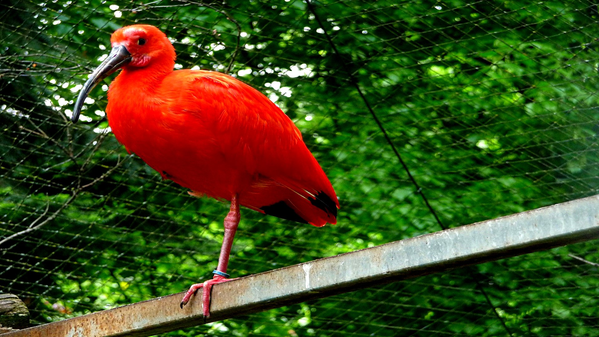 animal, scarlet ibis, birds