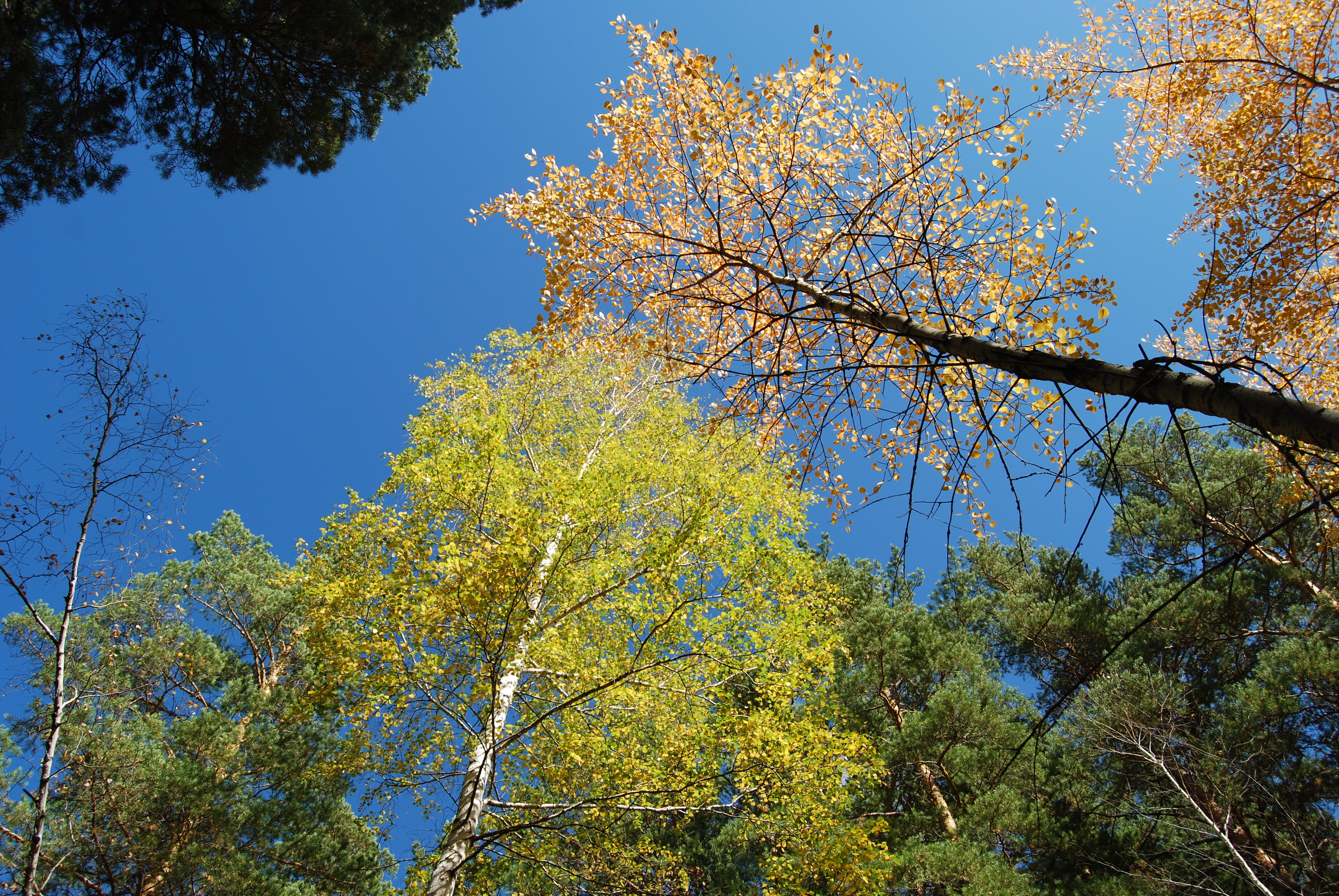 Handy-Wallpaper Natur, Wald, Sky, Herbst kostenlos herunterladen.