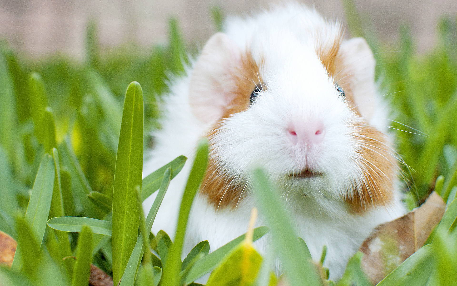 guinea pig, animal, grass, rodent