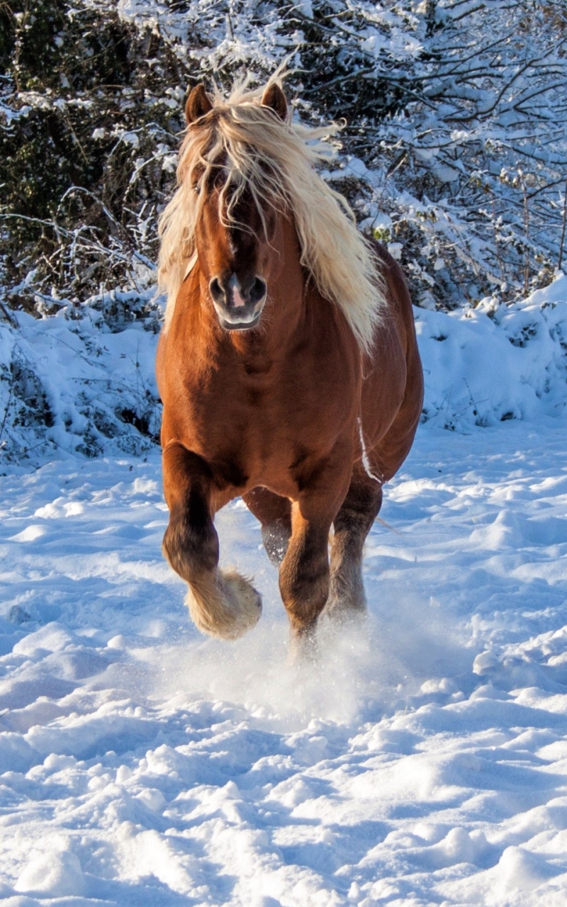 無料モバイル壁紙動物, 冬, 馬, 雪をダウンロードします。