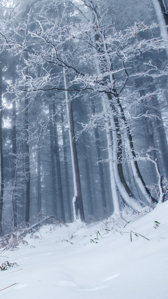 Download mobile wallpaper Winter, Nature, Snow, Forest, Tree, Fog, Earth for free.