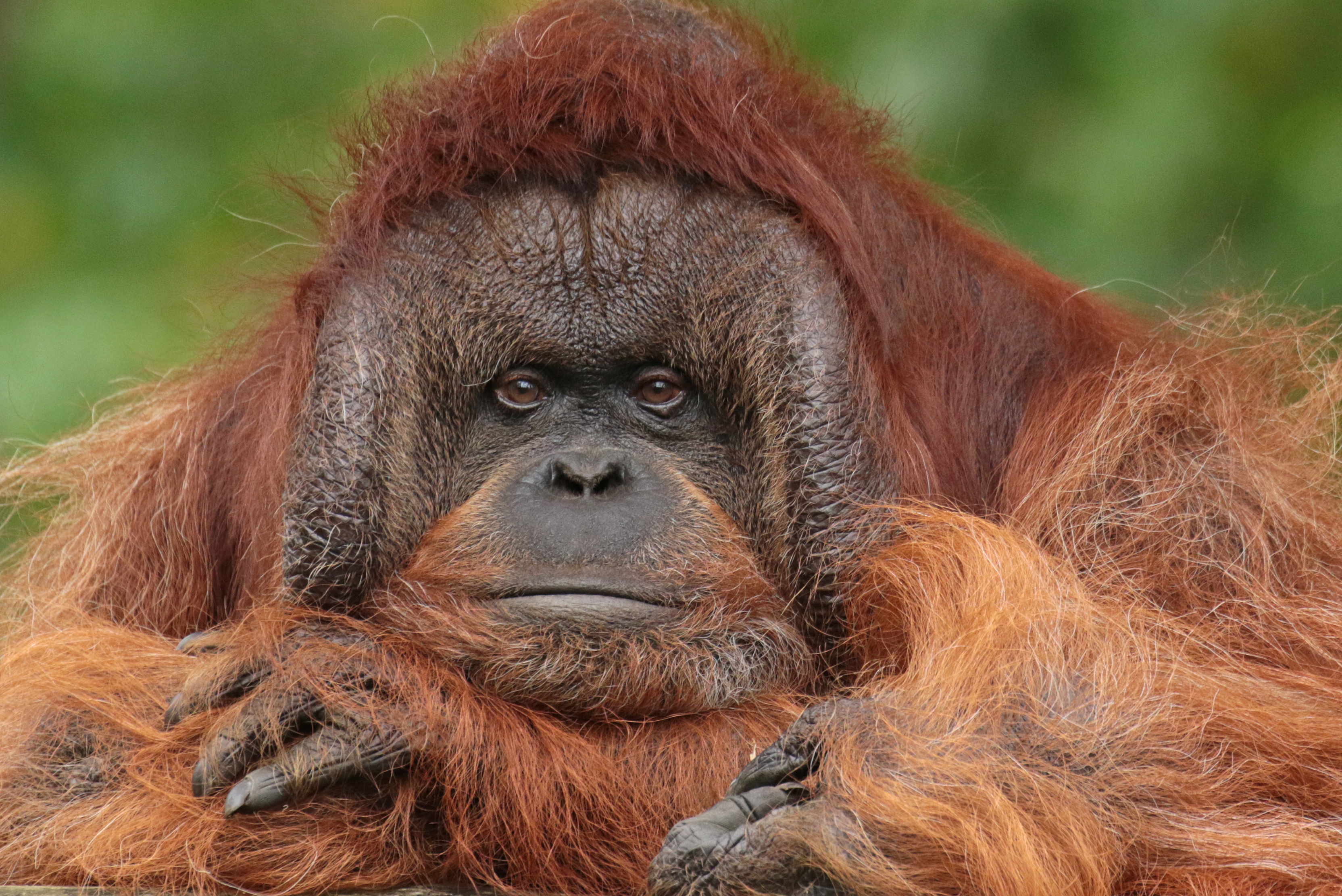 Téléchargez gratuitement l'image Animaux, Singes, Singe, Primate, Orang Outan sur le bureau de votre PC