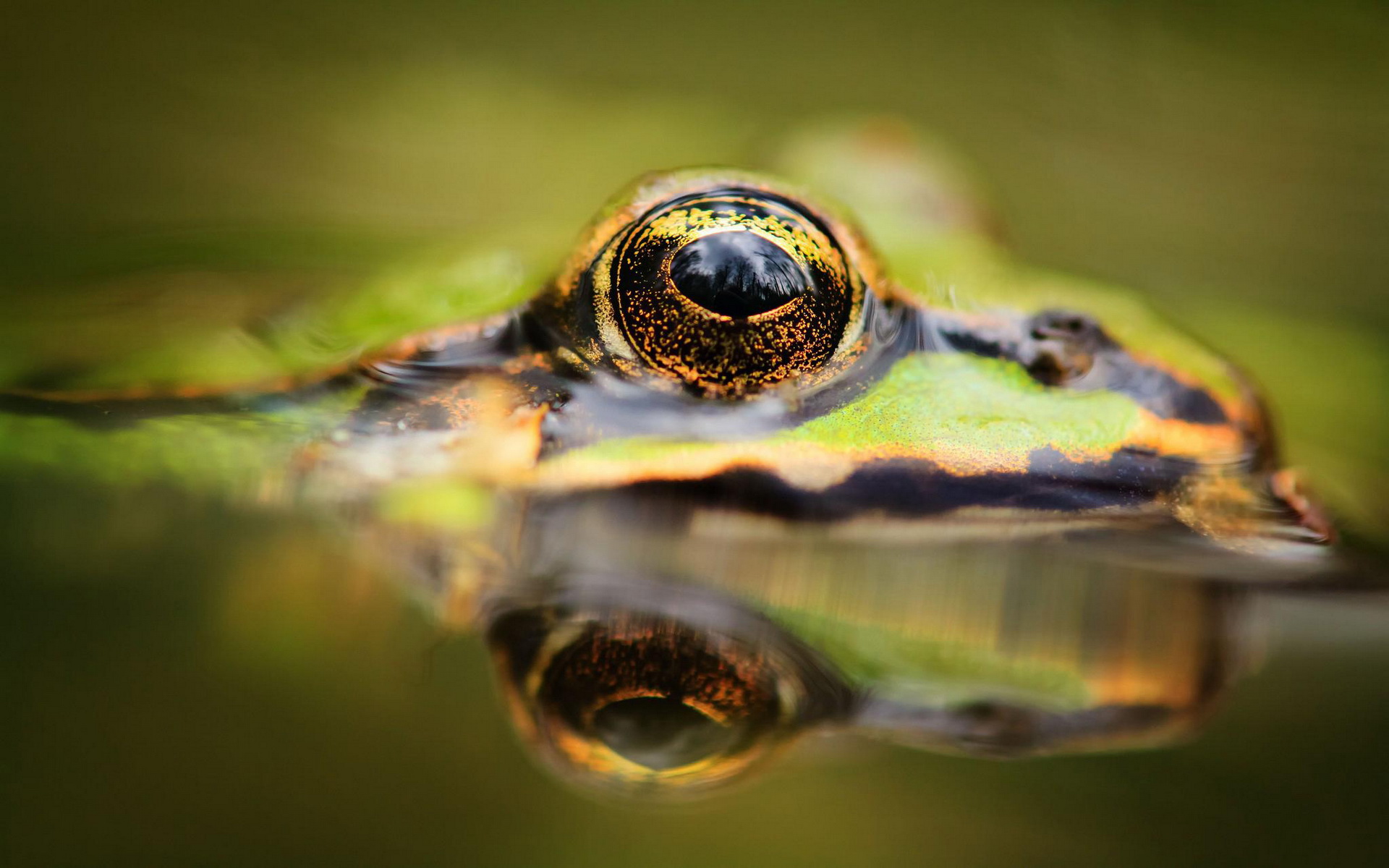 Download mobile wallpaper Animal, Frog for free.