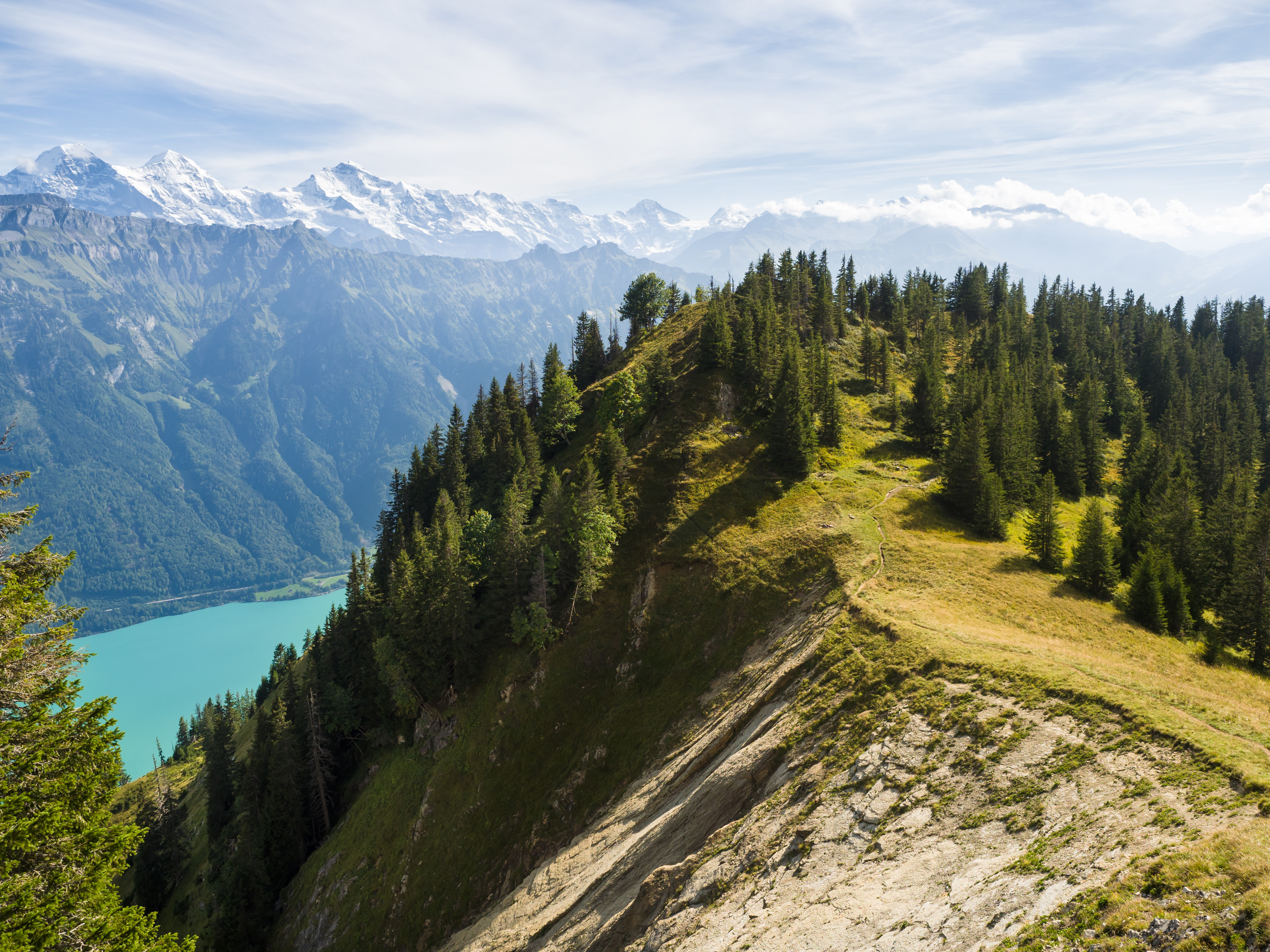 slope, nature, mountains, lake, branches, spruce, fir