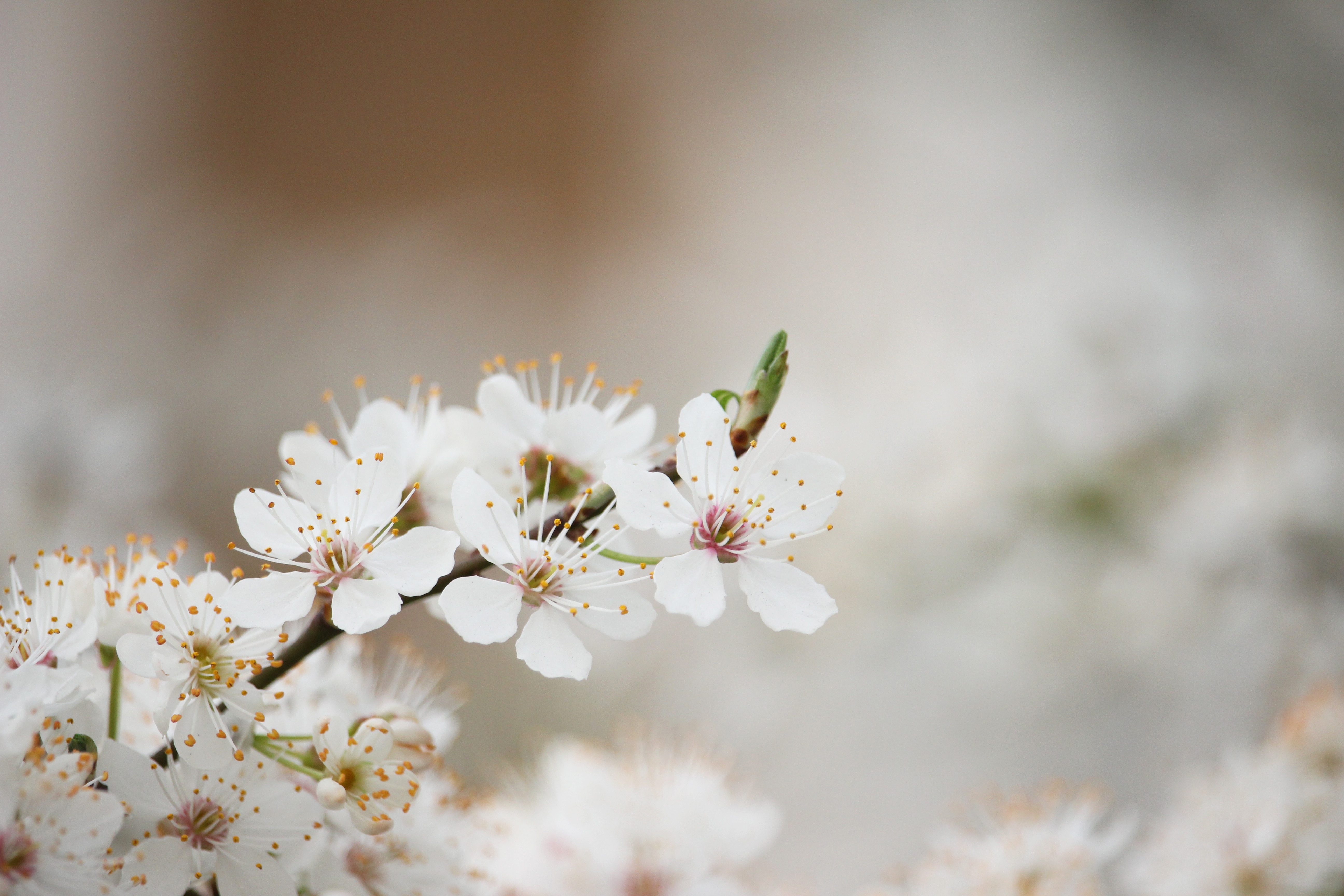 無料モバイル壁紙自然, フラワーズ, 花, 地球, ぼかし, 春, 白い花をダウンロードします。