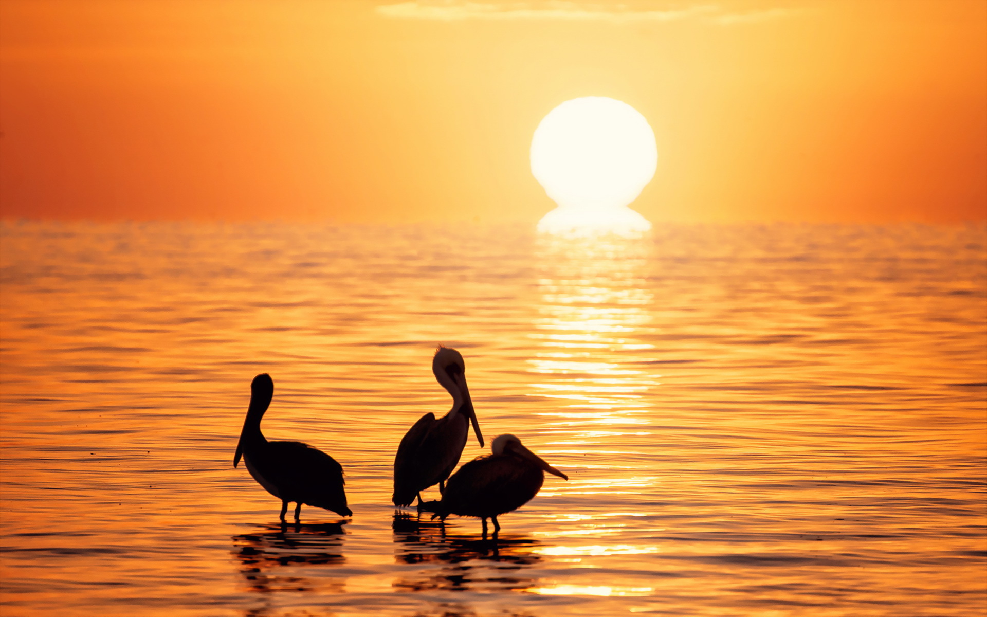 Download mobile wallpaper Birds, Sunset, Horizon, Silhouette, Bird, Ocean, Animal, Pelican for free.