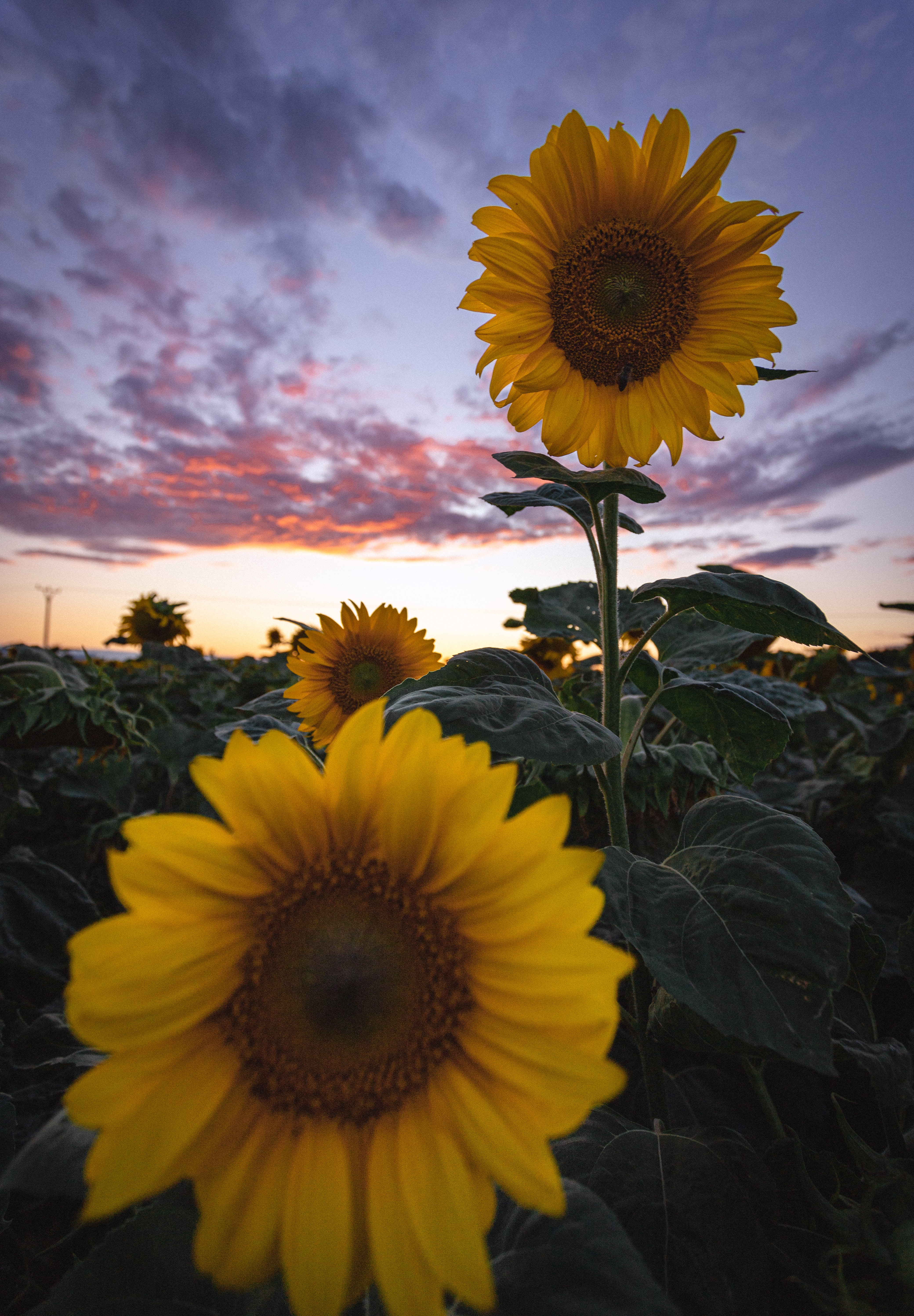 sunflowers, bloom, flowers, flowering, field phone background