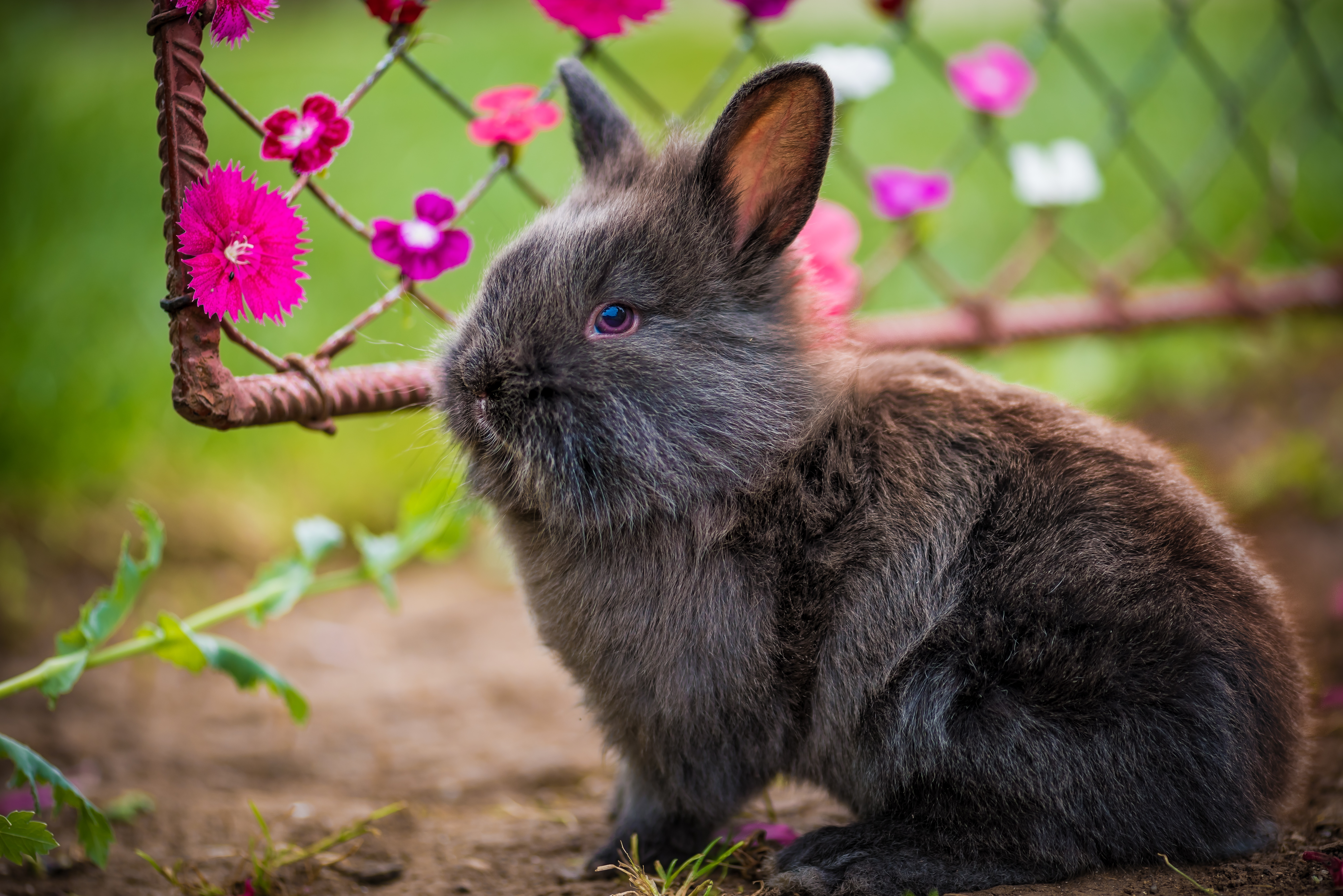 Handy-Wallpaper Tiere, Flauschige, Blumen, Kaninchen kostenlos herunterladen.
