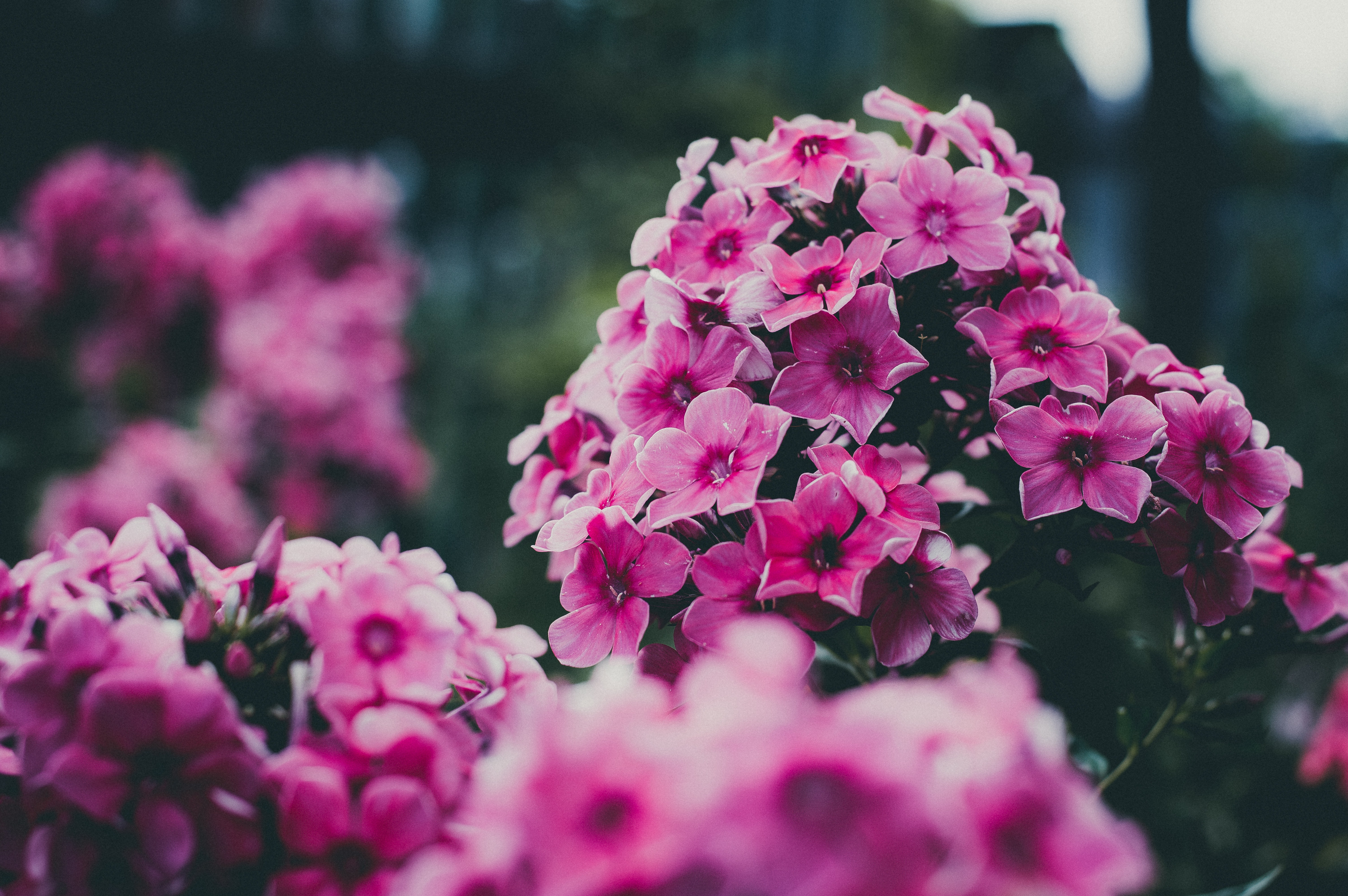 Free download wallpaper Nature, Flowers, Flower, Earth, Pink Flower on your PC desktop