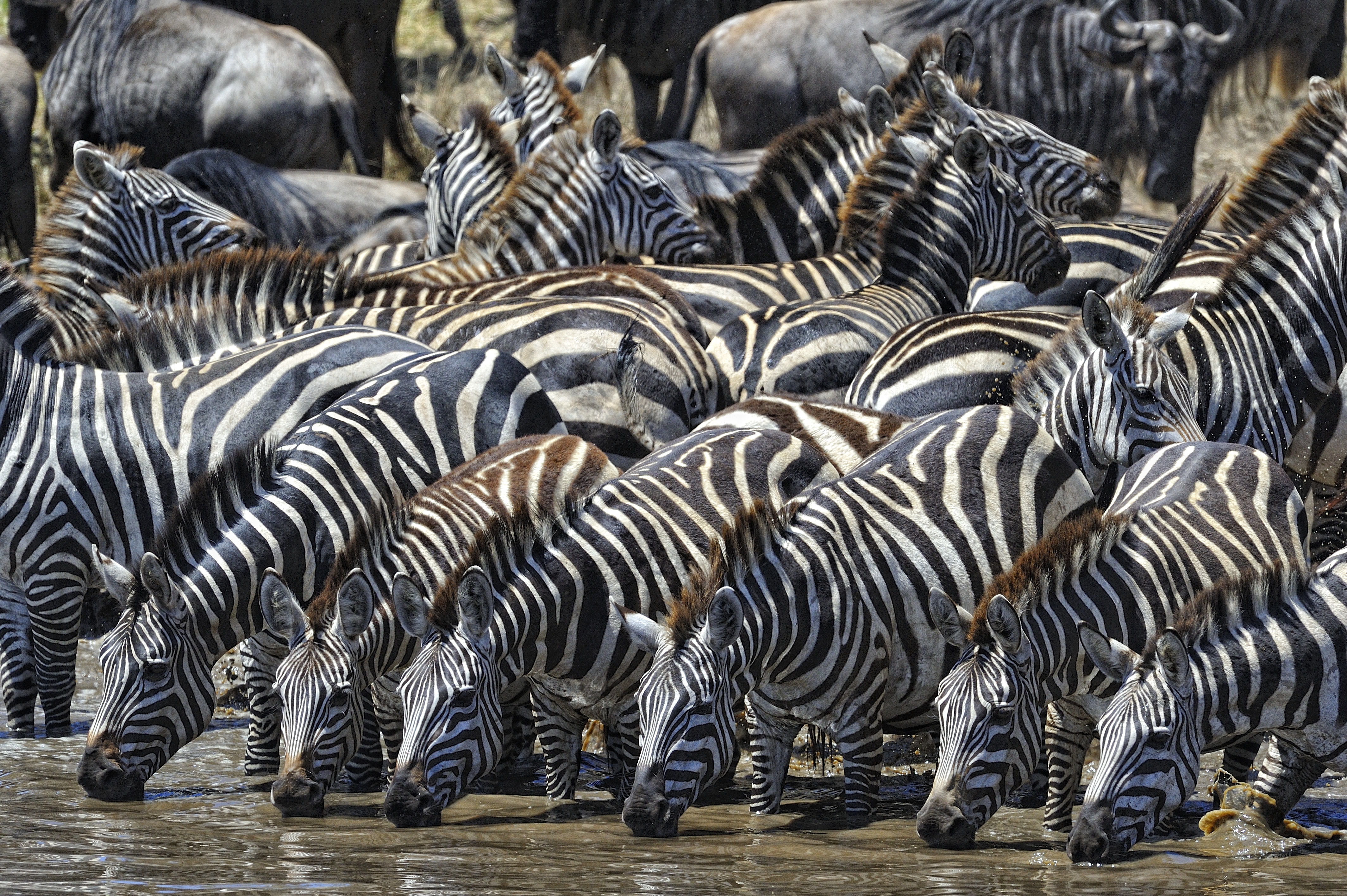PCデスクトップに動物, シマウマ, アフリカ, タンザニア画像を無料でダウンロード