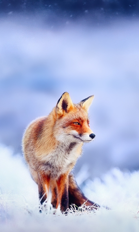 Download mobile wallpaper Winter, Fox, Blur, Animal for free.