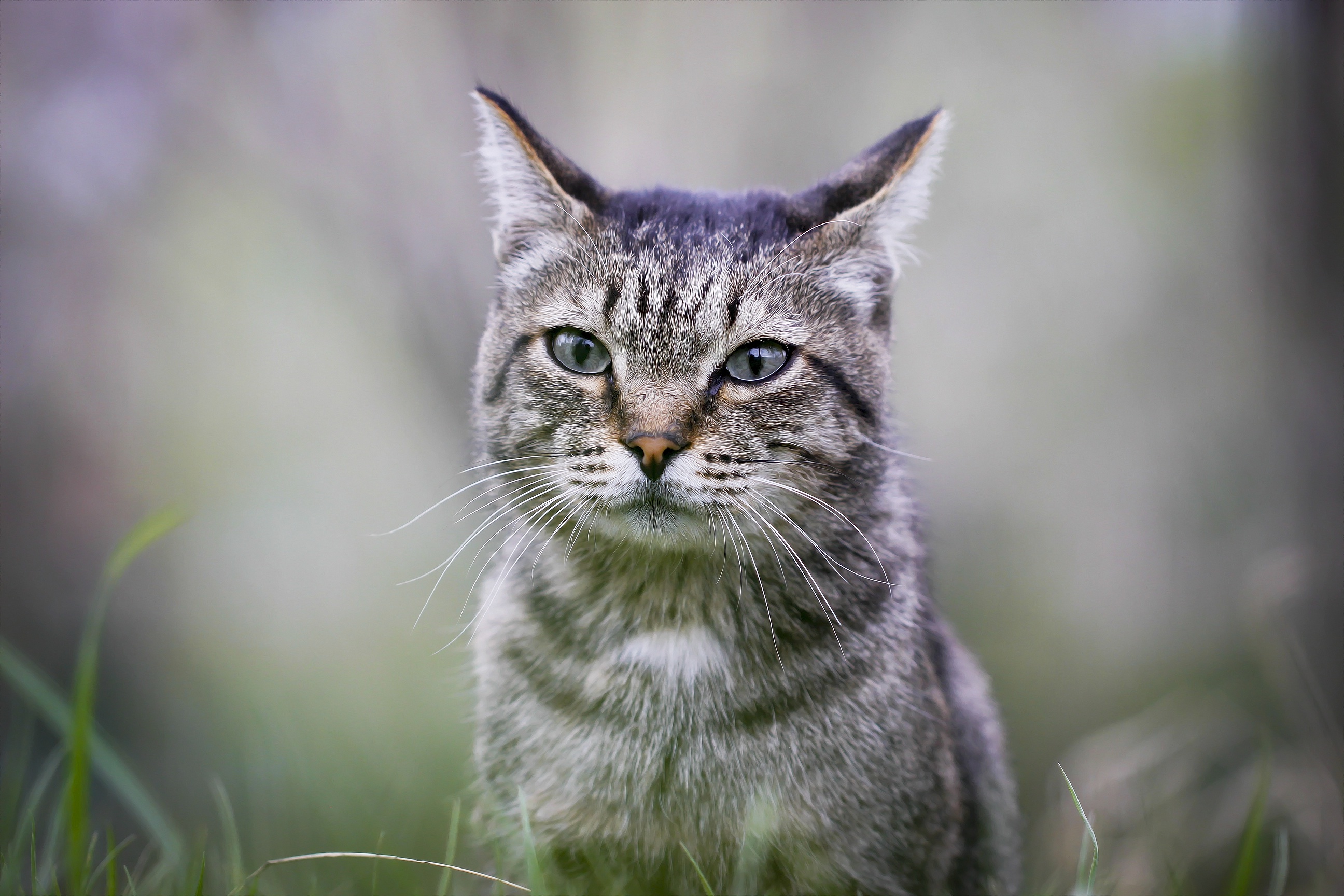 Descarga gratuita de fondo de pantalla para móvil de Gato, Gatos, Animales.