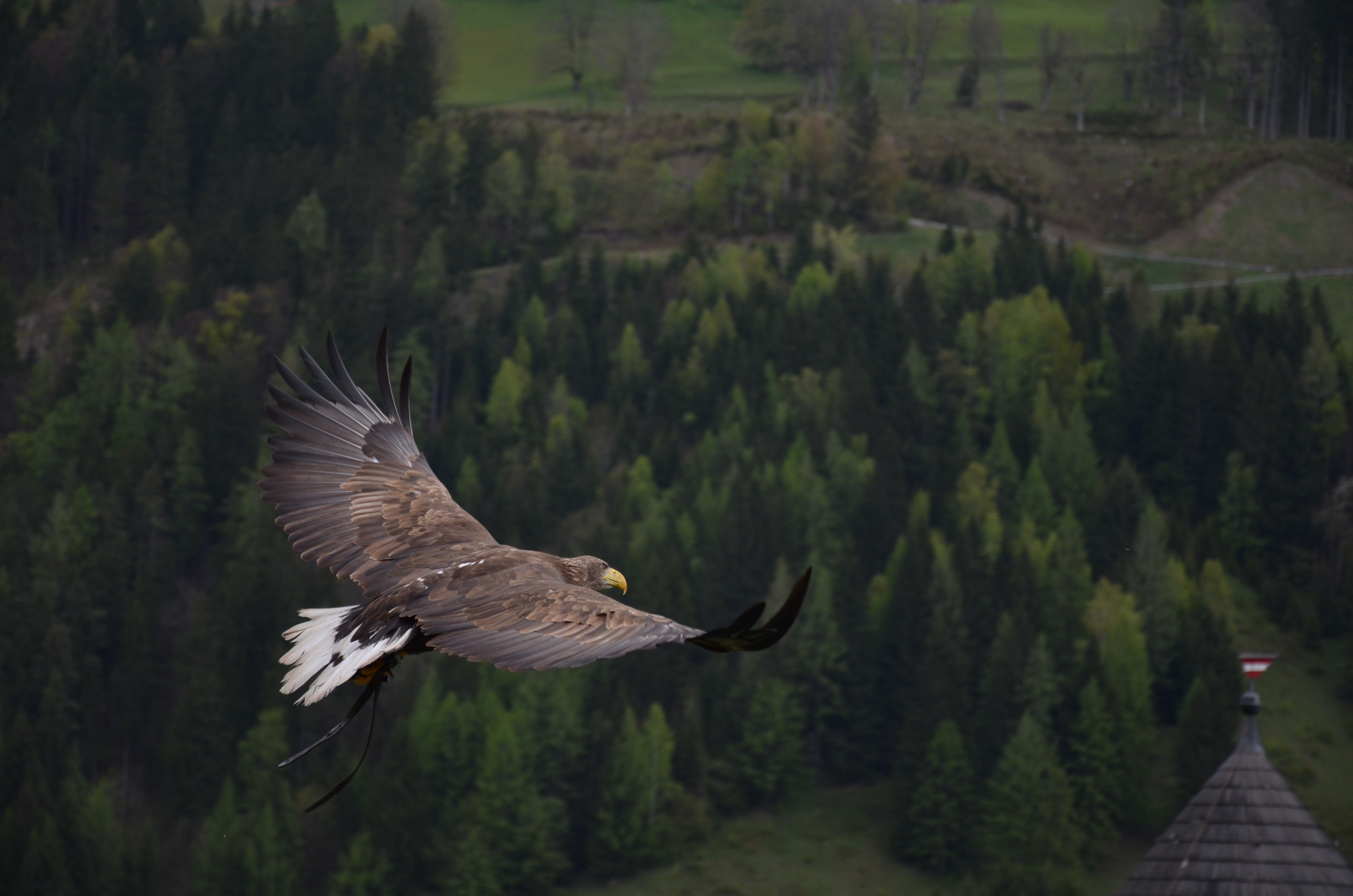 Free download wallpaper Trees, Flight, Animals, Bird, Forest, Eagle on your PC desktop