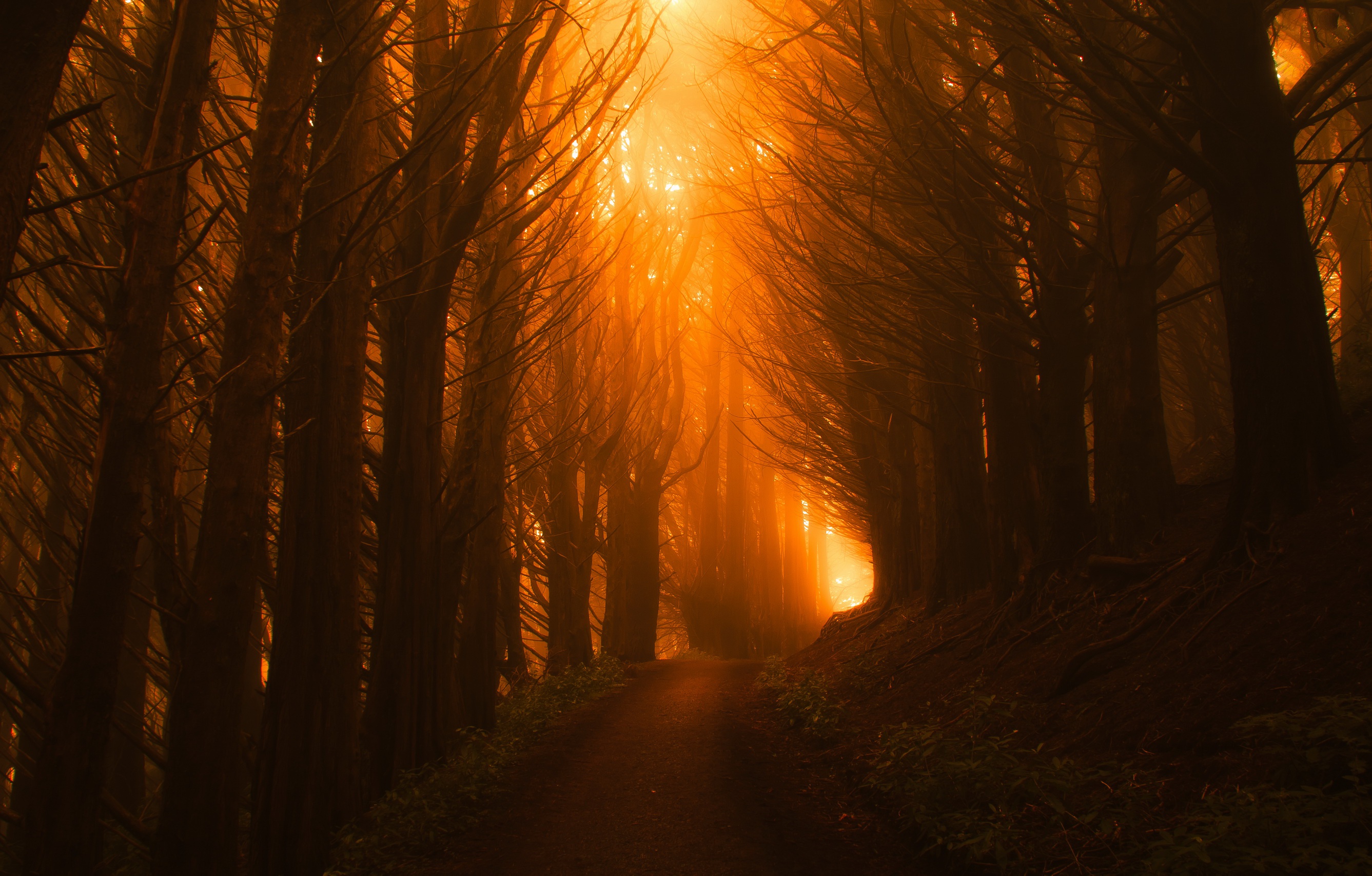 Download mobile wallpaper Nature, Forest, Earth, Path, Sunbeam for free.