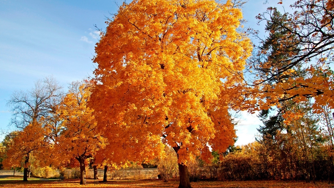 無料モバイル壁紙木, オレンジ, 風景, 秋をダウンロードします。