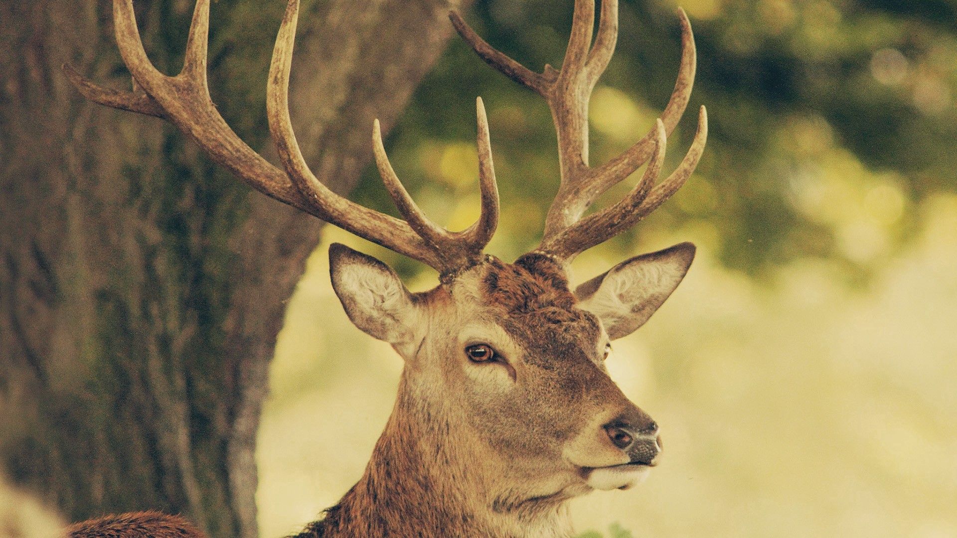 Free download wallpaper Animals, Muzzle, Horns, Nature, Deer on your PC desktop