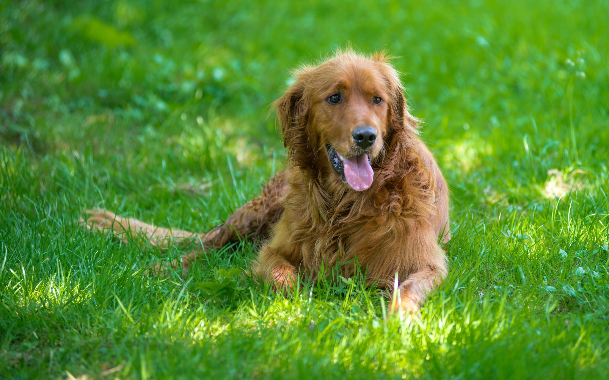 Download mobile wallpaper Dogs, Dog, Animal, Golden Retriever for free.