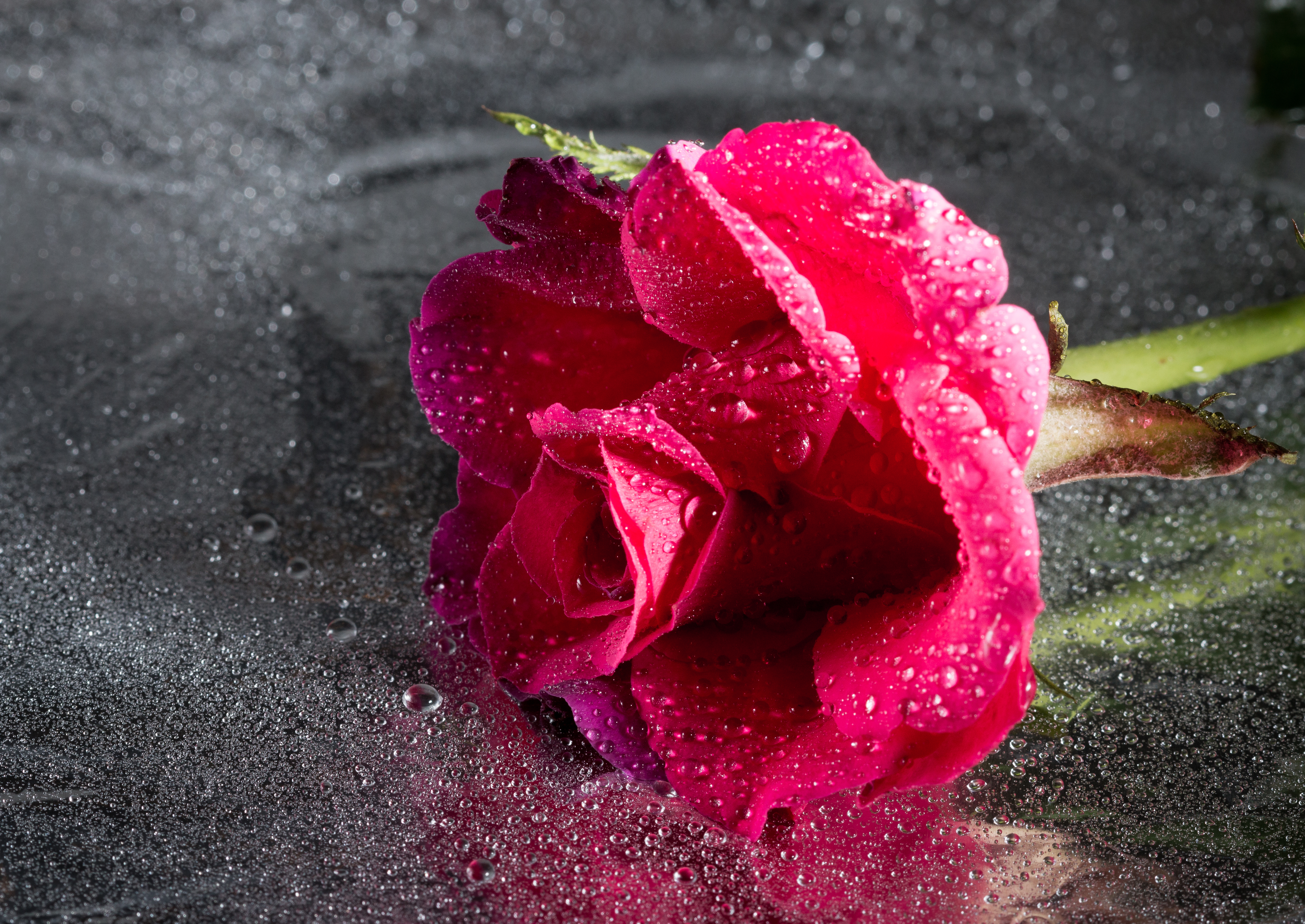 Laden Sie das Drops, Rose, Blume, Nahaufnahme, Blumen, Rosa-Bild kostenlos auf Ihren PC-Desktop herunter