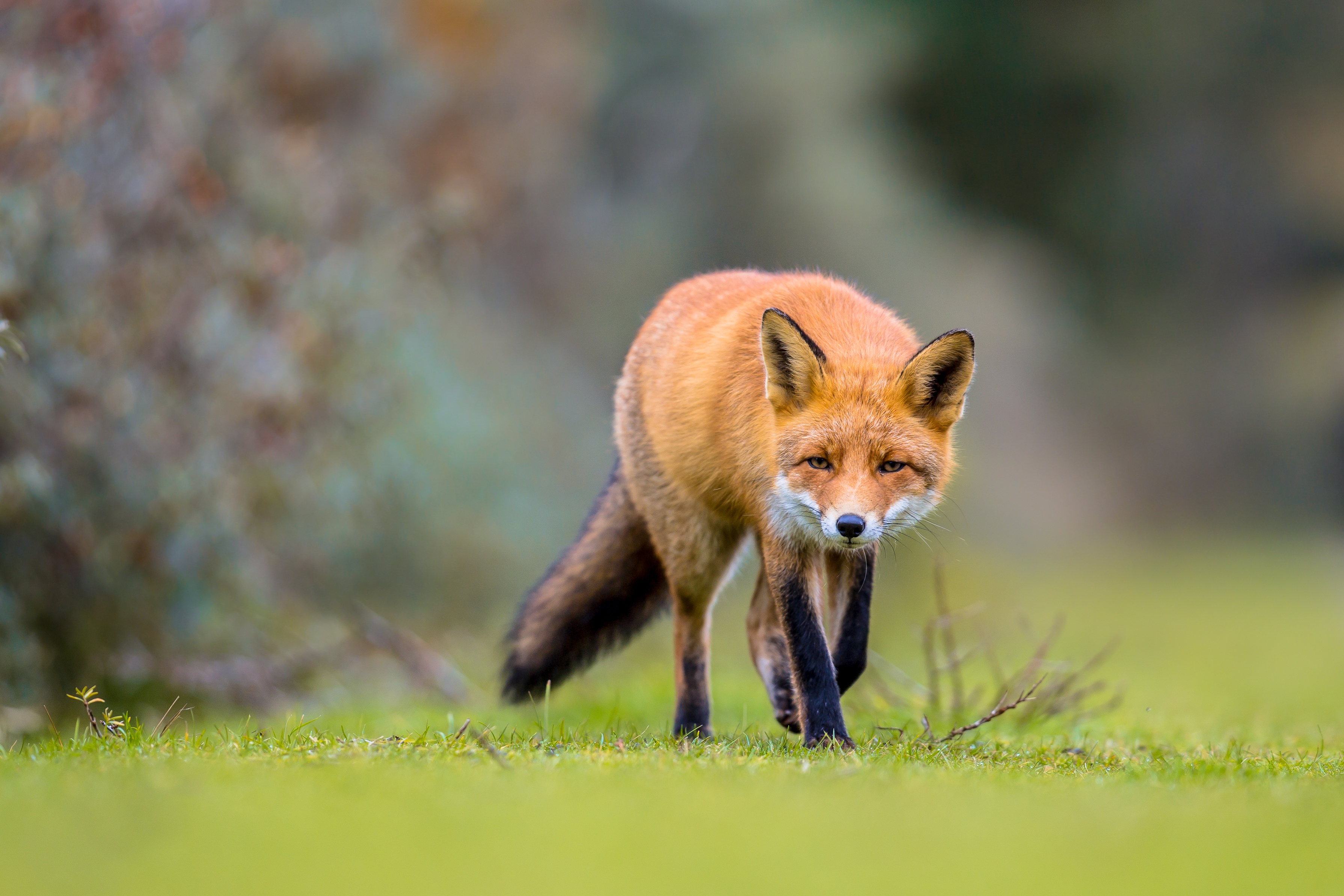 Laden Sie das Tiere, Fuchs-Bild kostenlos auf Ihren PC-Desktop herunter