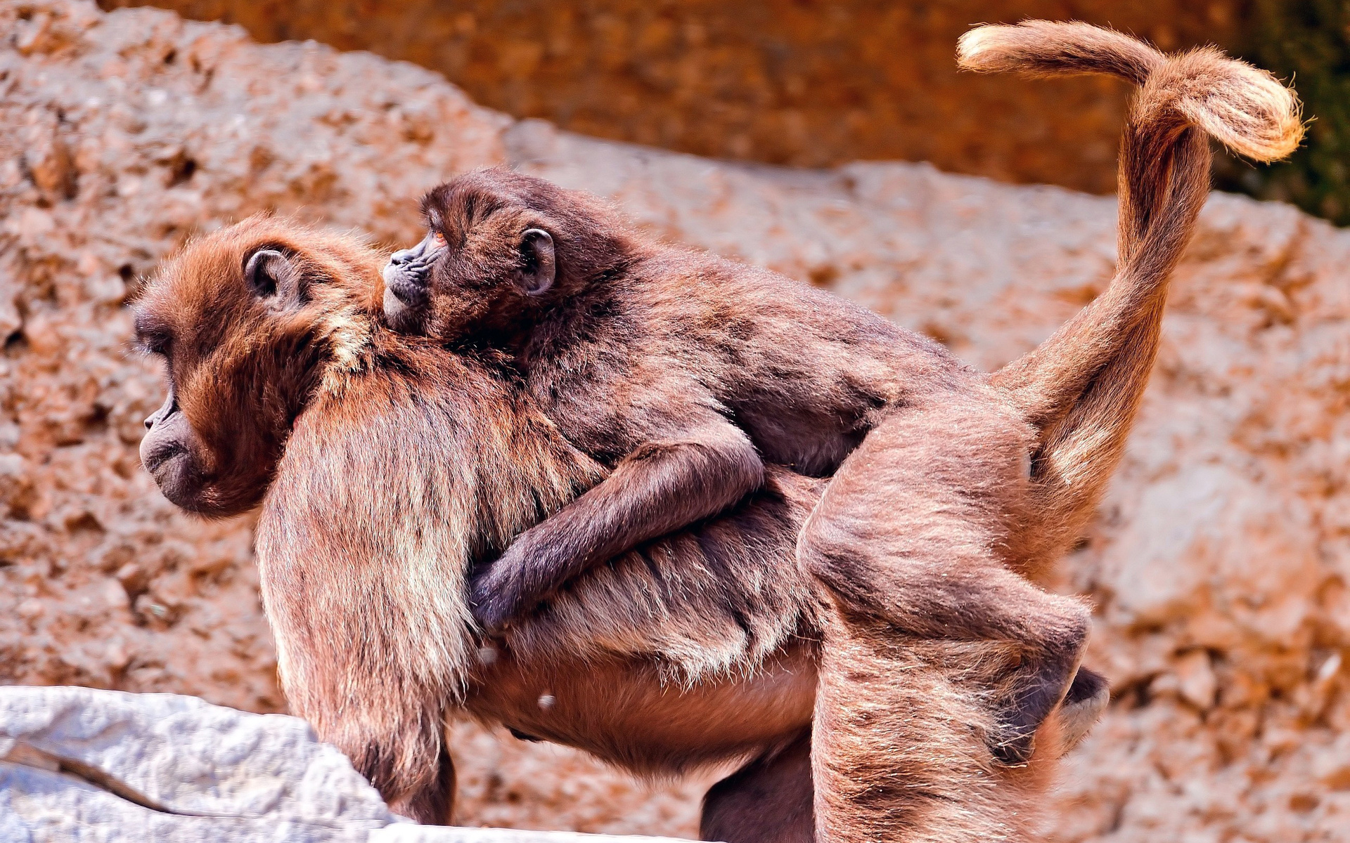 Téléchargez des papiers peints mobile Animaux, Singe gratuitement.