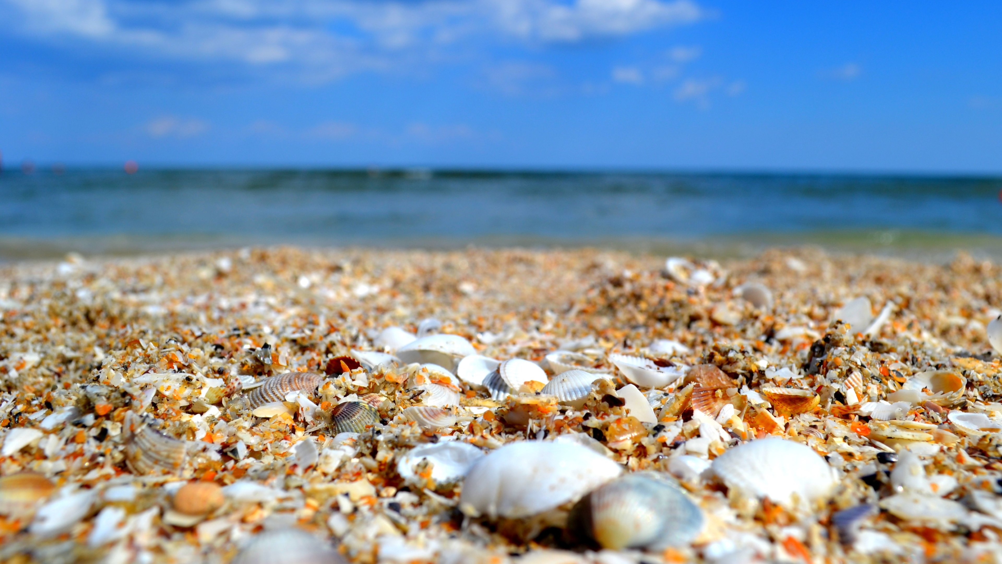 Download mobile wallpaper Earth, Shell, Seascape for free.