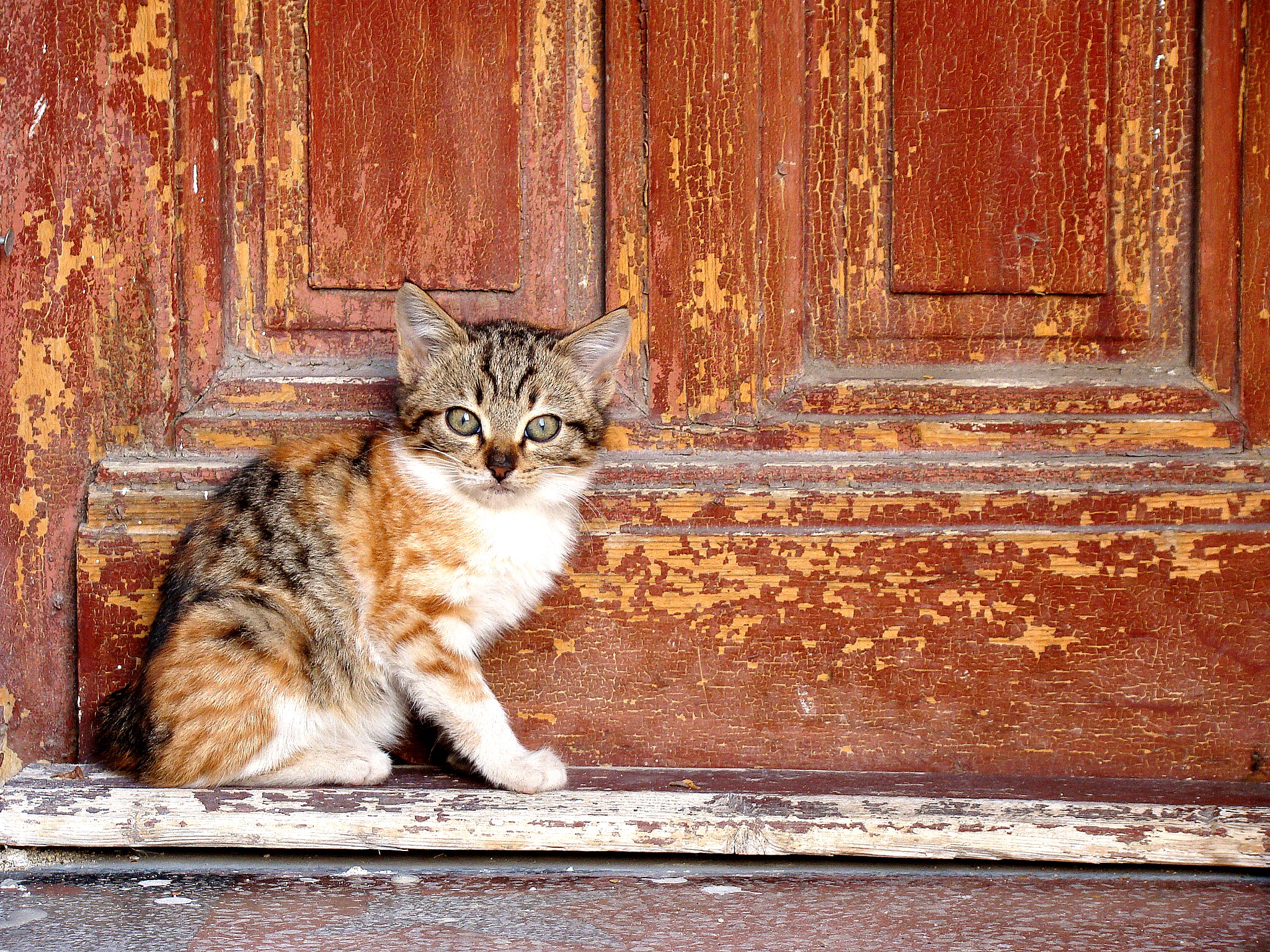 kitty, kitten, animals, door, shabby
