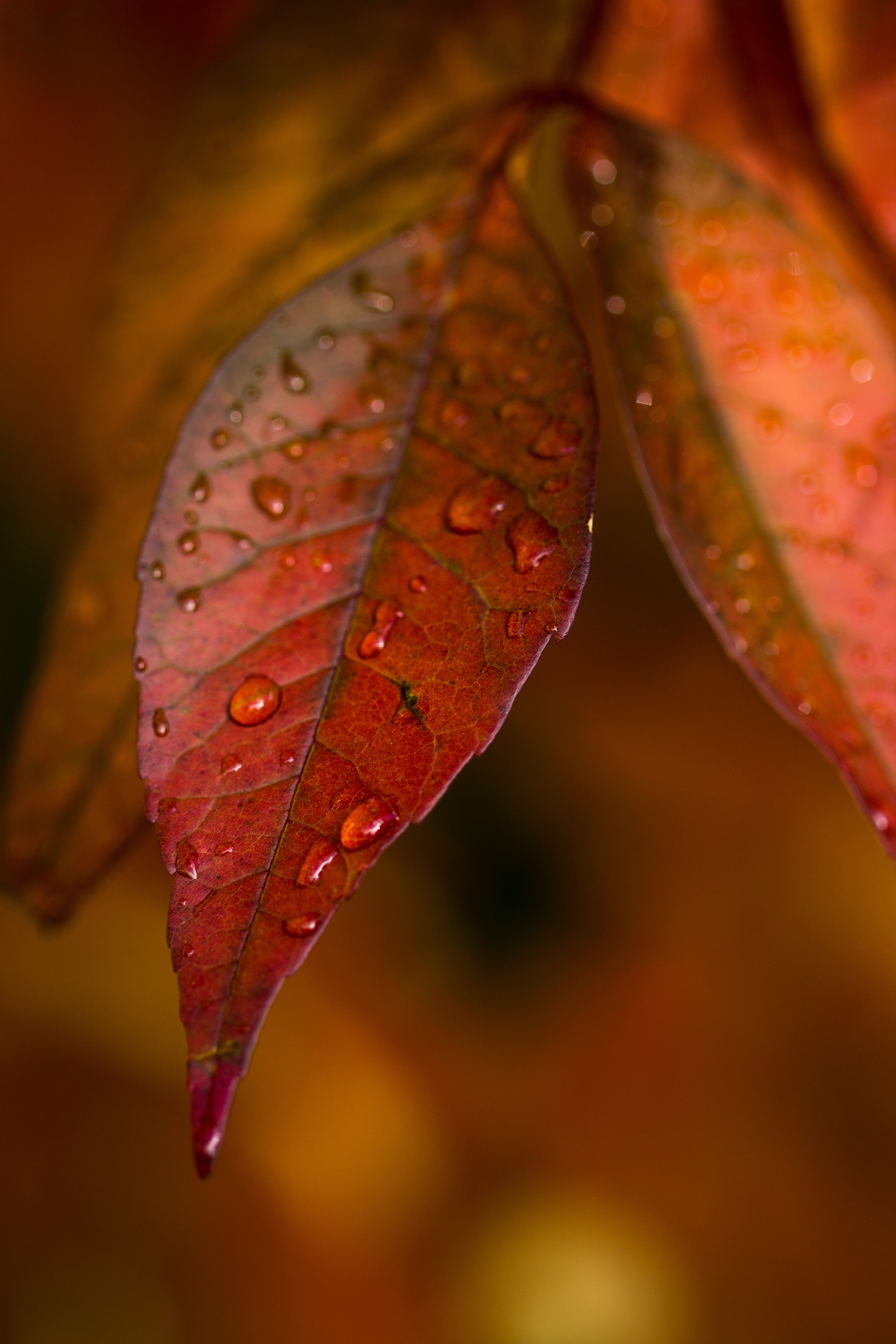autumn, drops, veins, leaves, macro HD wallpaper