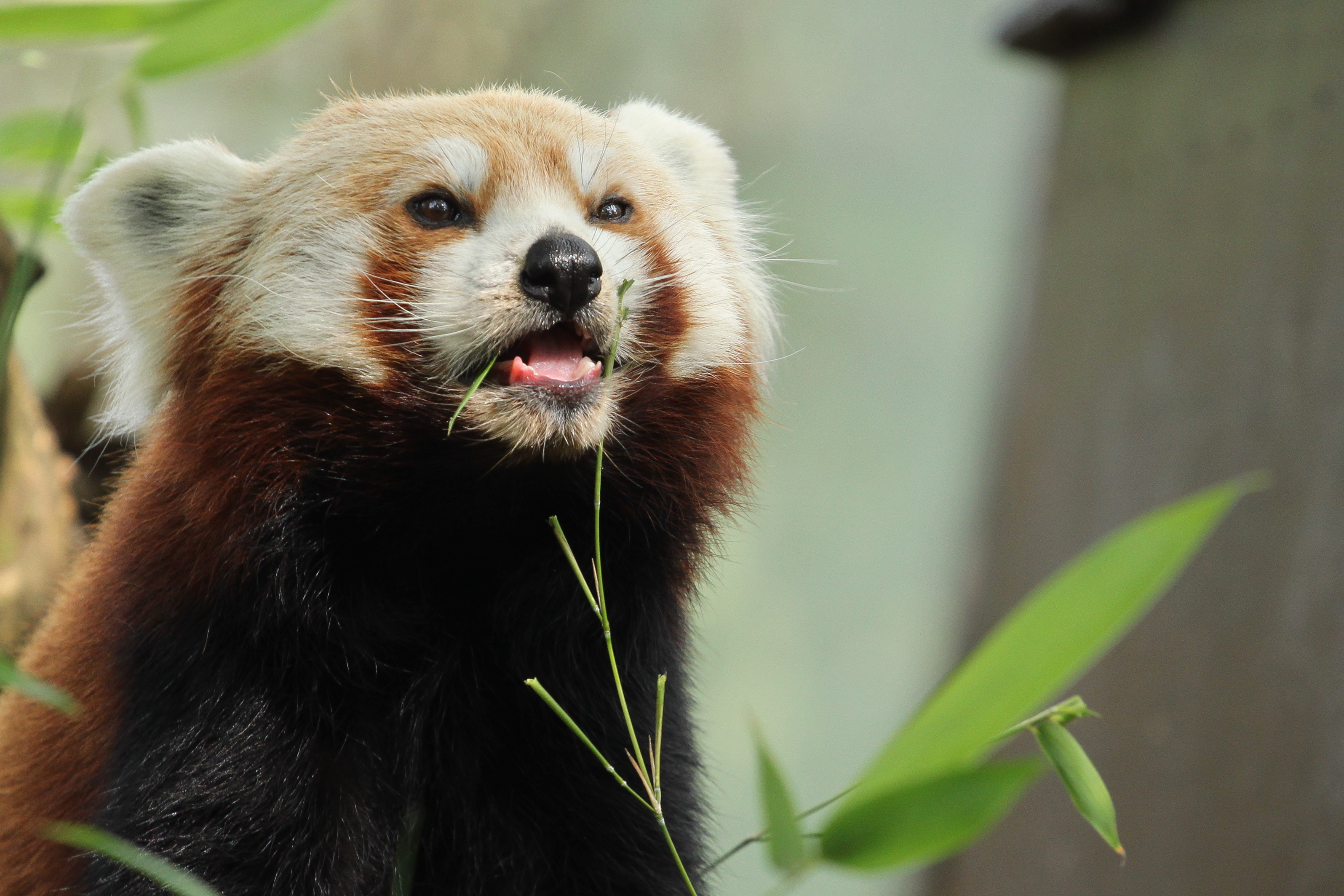 Handy-Wallpaper Tiere, Kleiner Panda kostenlos herunterladen.