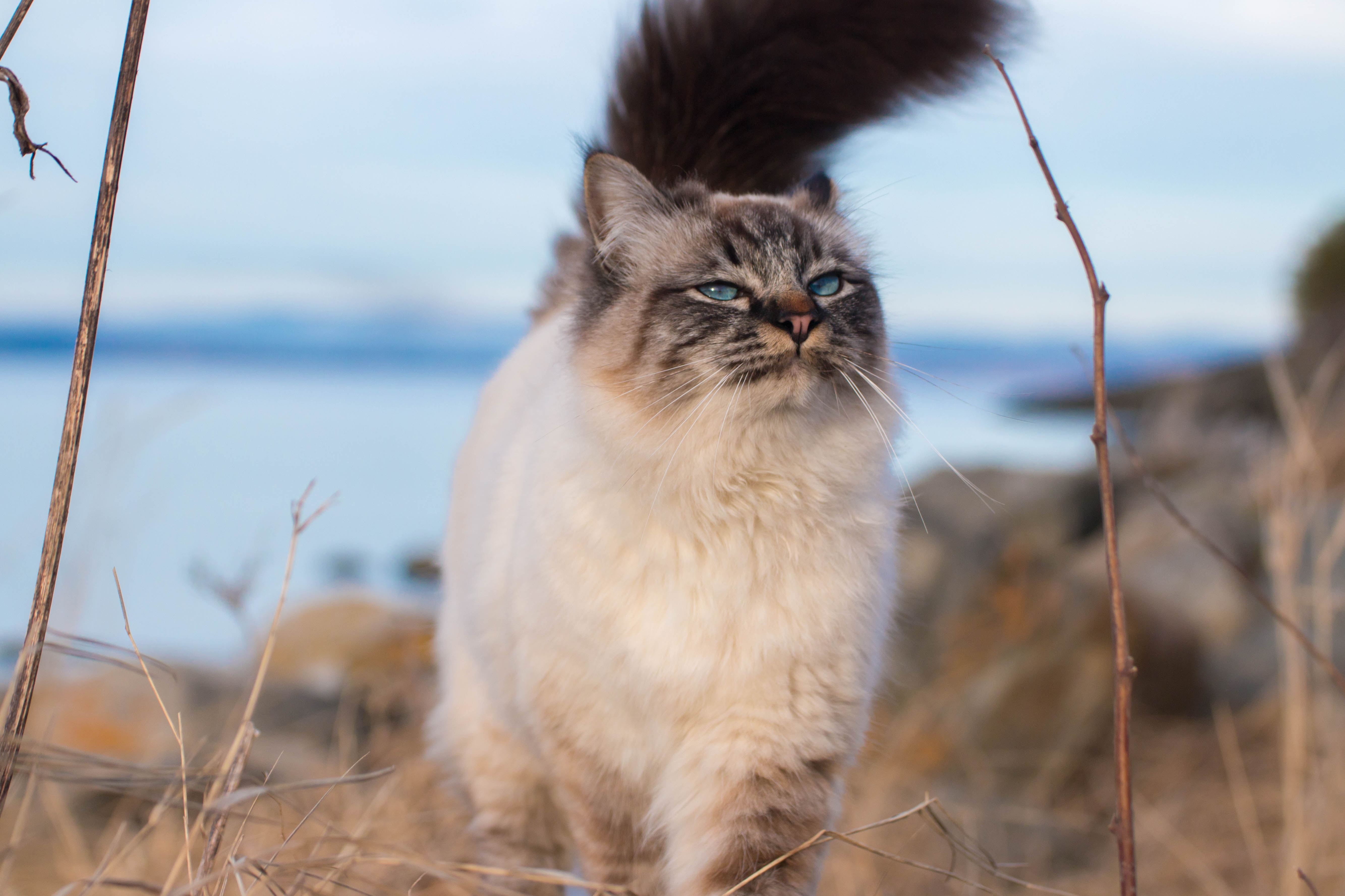 Handy-Wallpaper Tiere, Katzen, Katze, Tiefenschärfe kostenlos herunterladen.