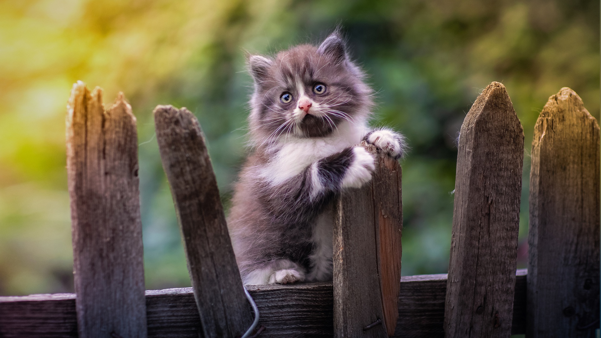 Téléchargez gratuitement l'image Chaton, Bébé Animal, Chat, Chats, Animaux sur le bureau de votre PC