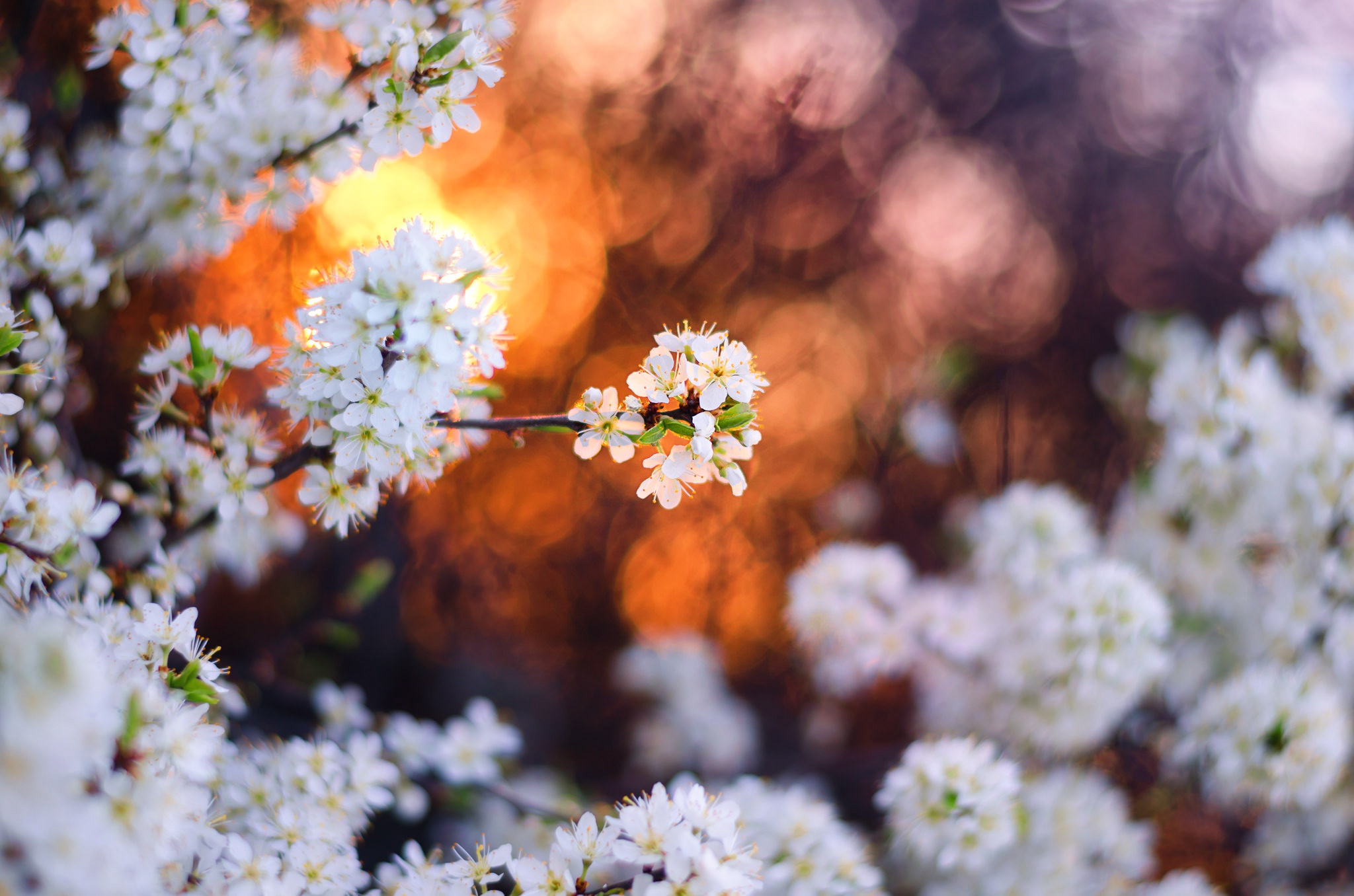 Download mobile wallpaper Nature, Flowers, Flower, Earth, Spring, Bokeh, White Flower, Blossom for free.