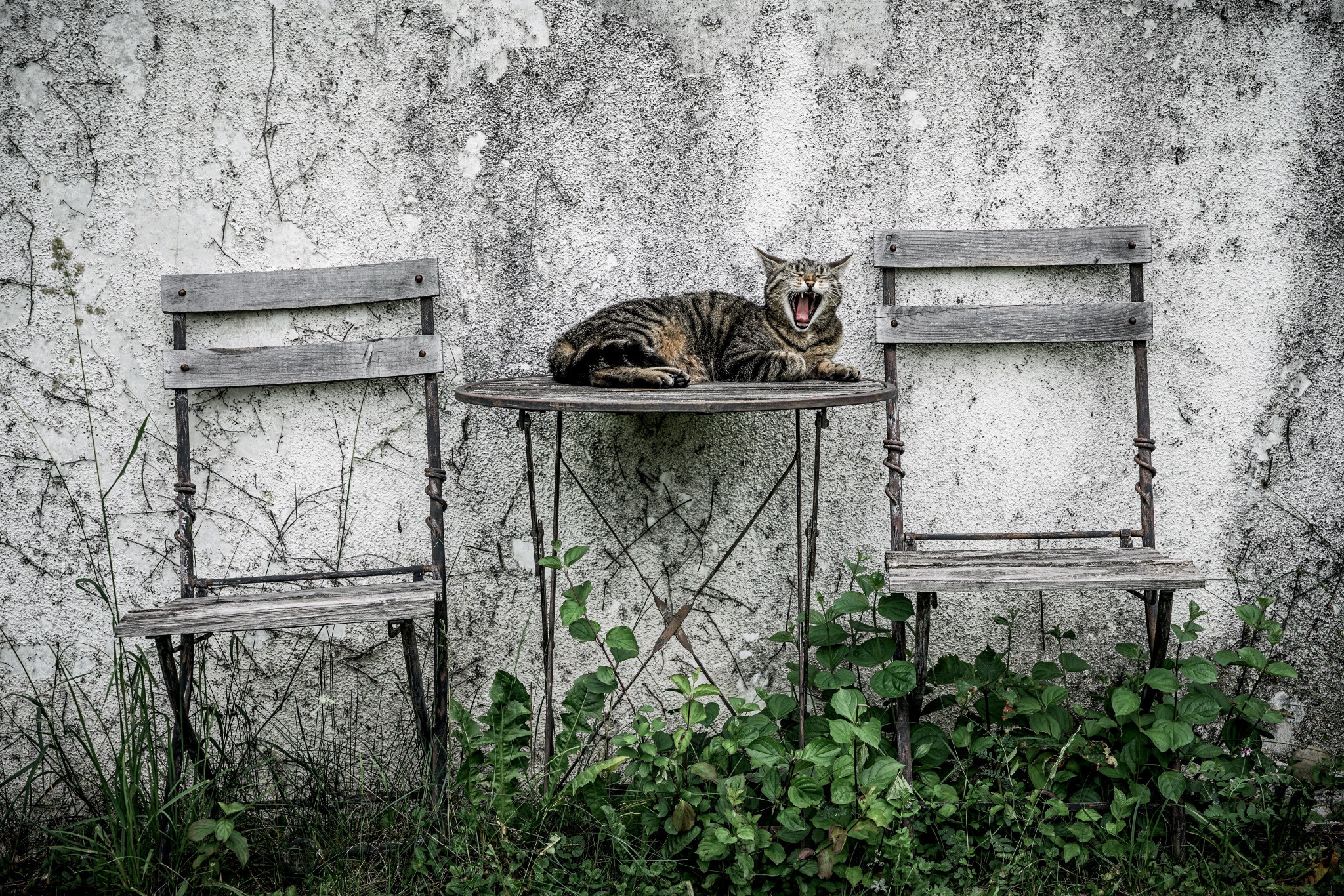 Скачати мобільні шпалери Кішка, Тварина, Коти безкоштовно.