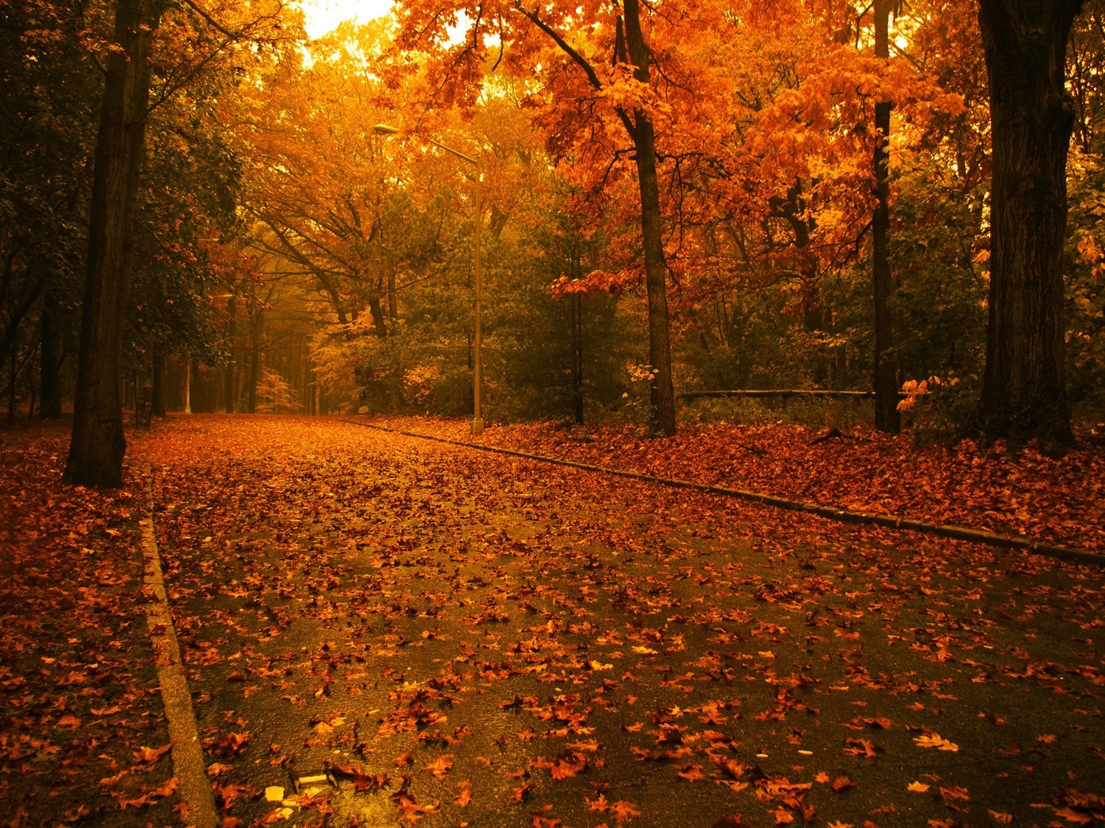 Скачать обои бесплатно Деревья, Пейзаж, Дороги, Осень картинка на рабочий стол ПК